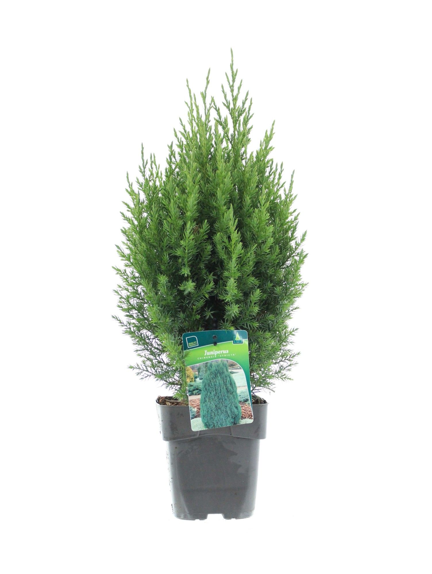 Juniperus chin. 'Stricta', D 19