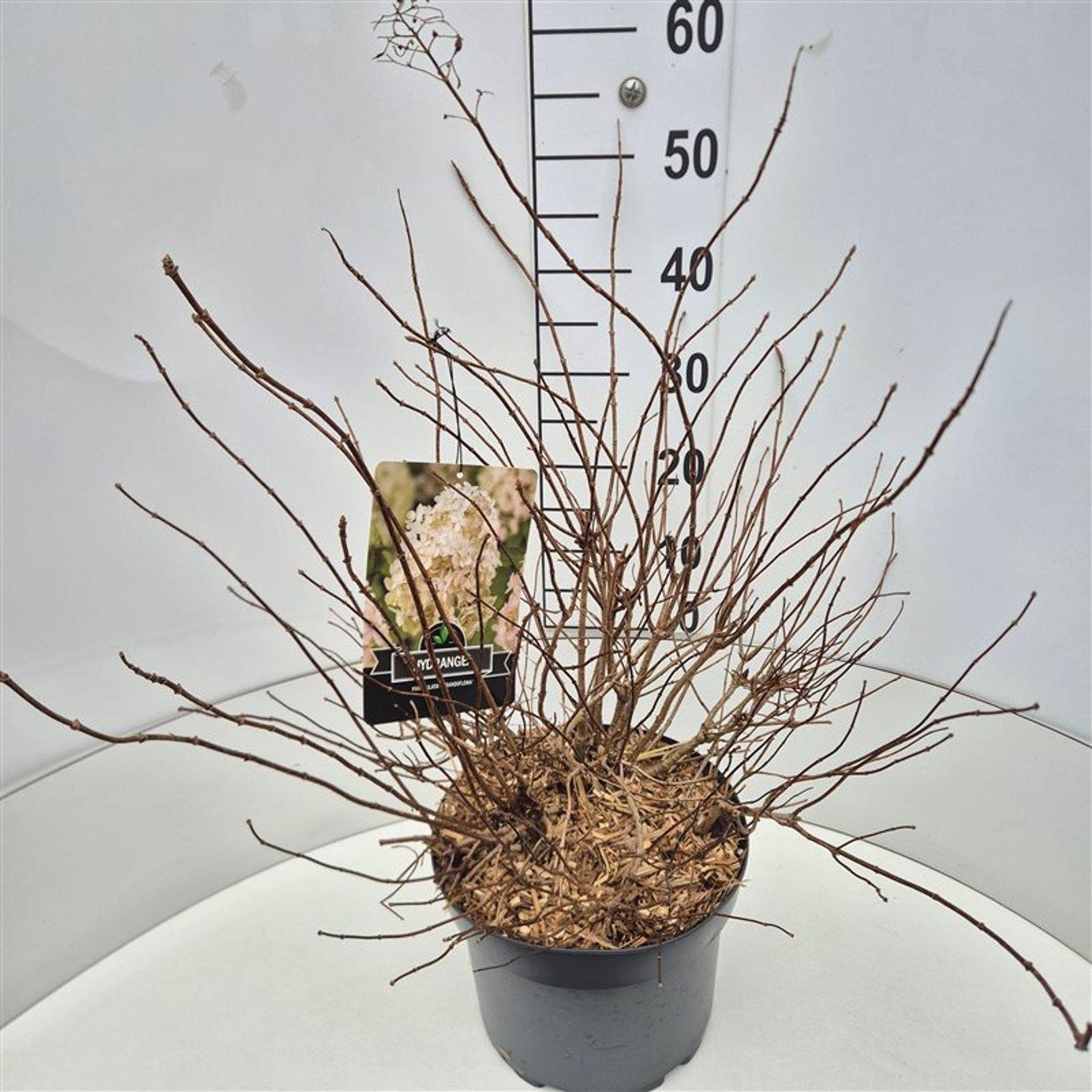 Hydrangea pan. 'Grandiflora', D 29