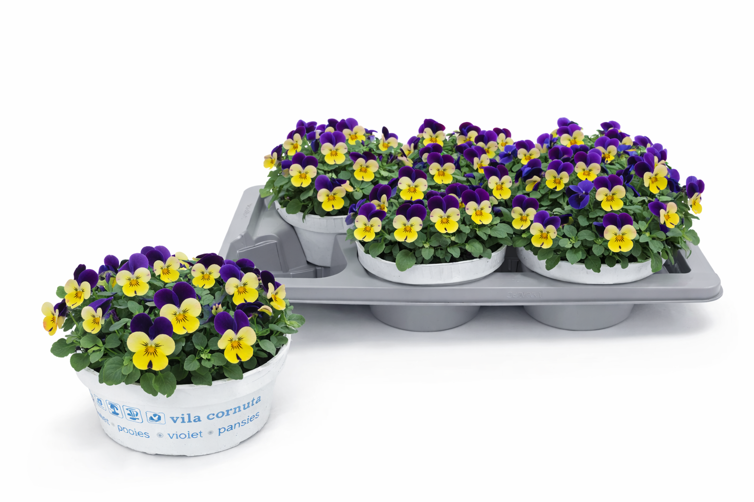 Viola Cornuta Purple Wing Yellow, D 17