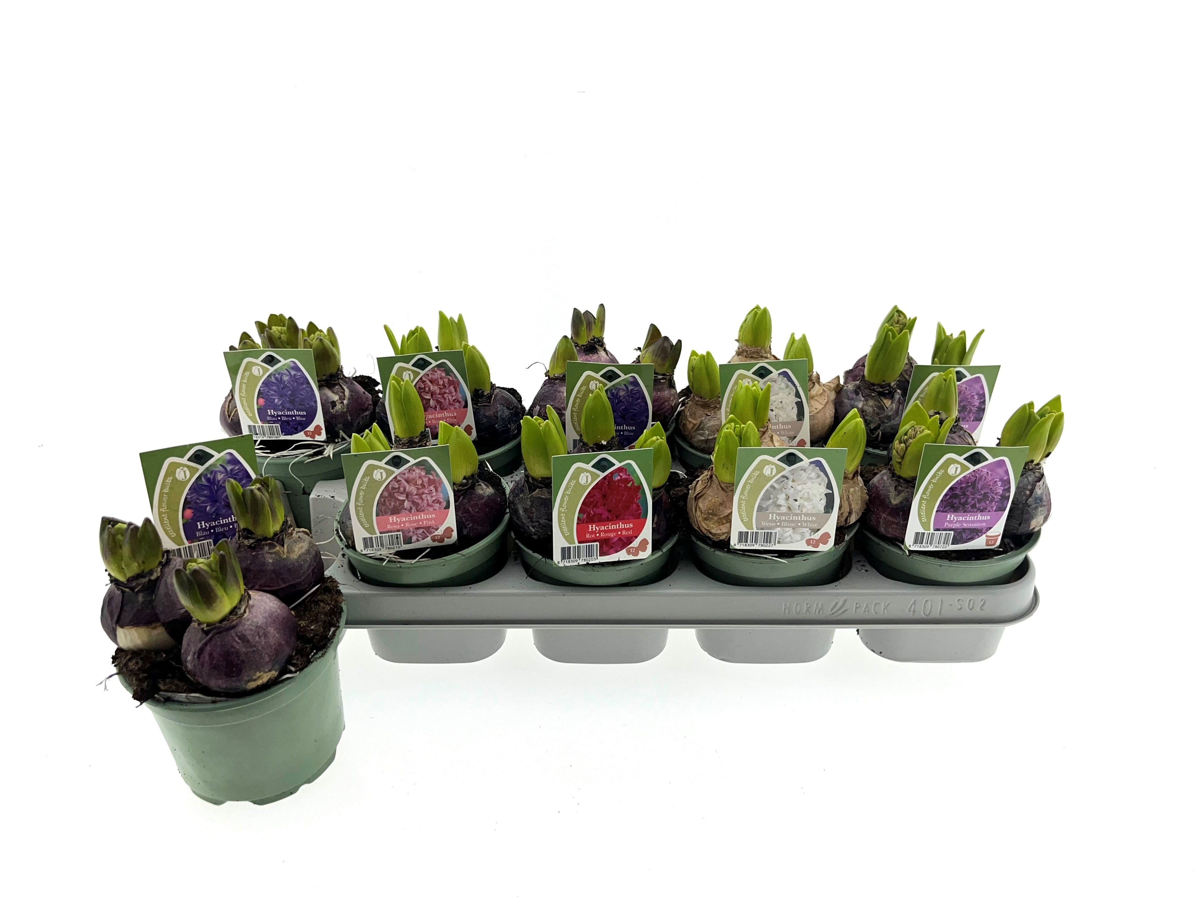 Hyacint gemengd 12 cm, D 12