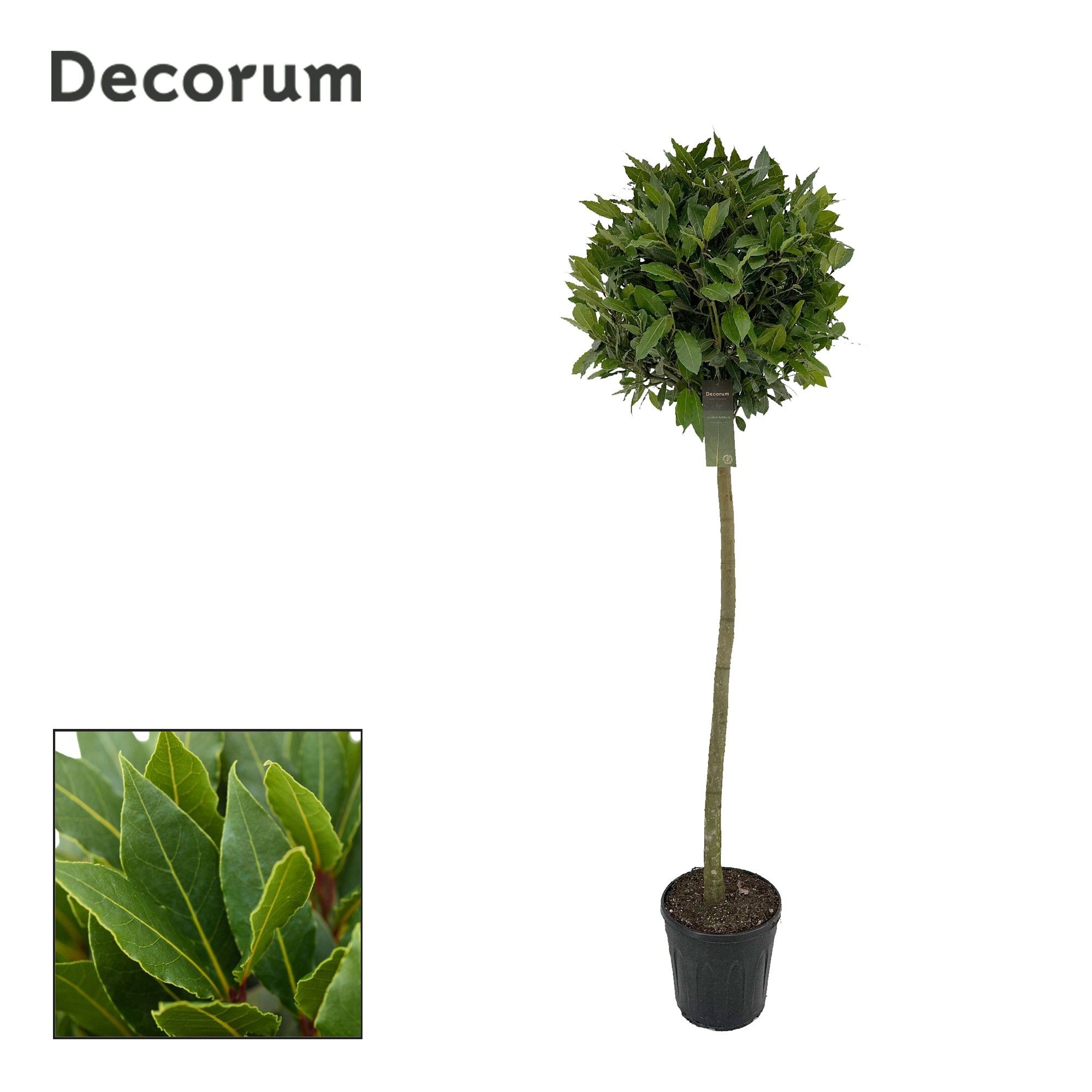 Laurus nobilis Bol op stam, D 25