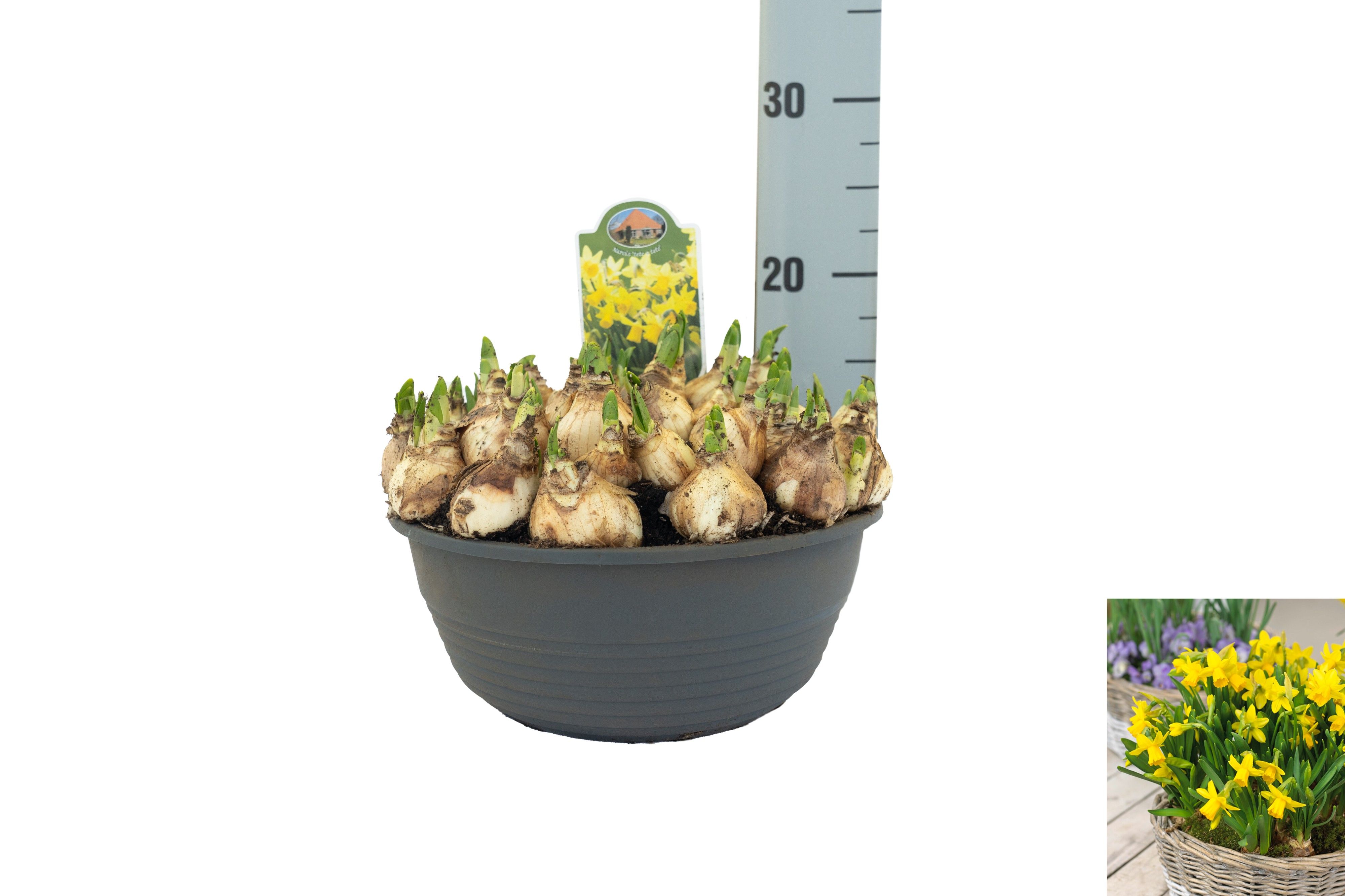 Narcissus Tete a Tete, D 23