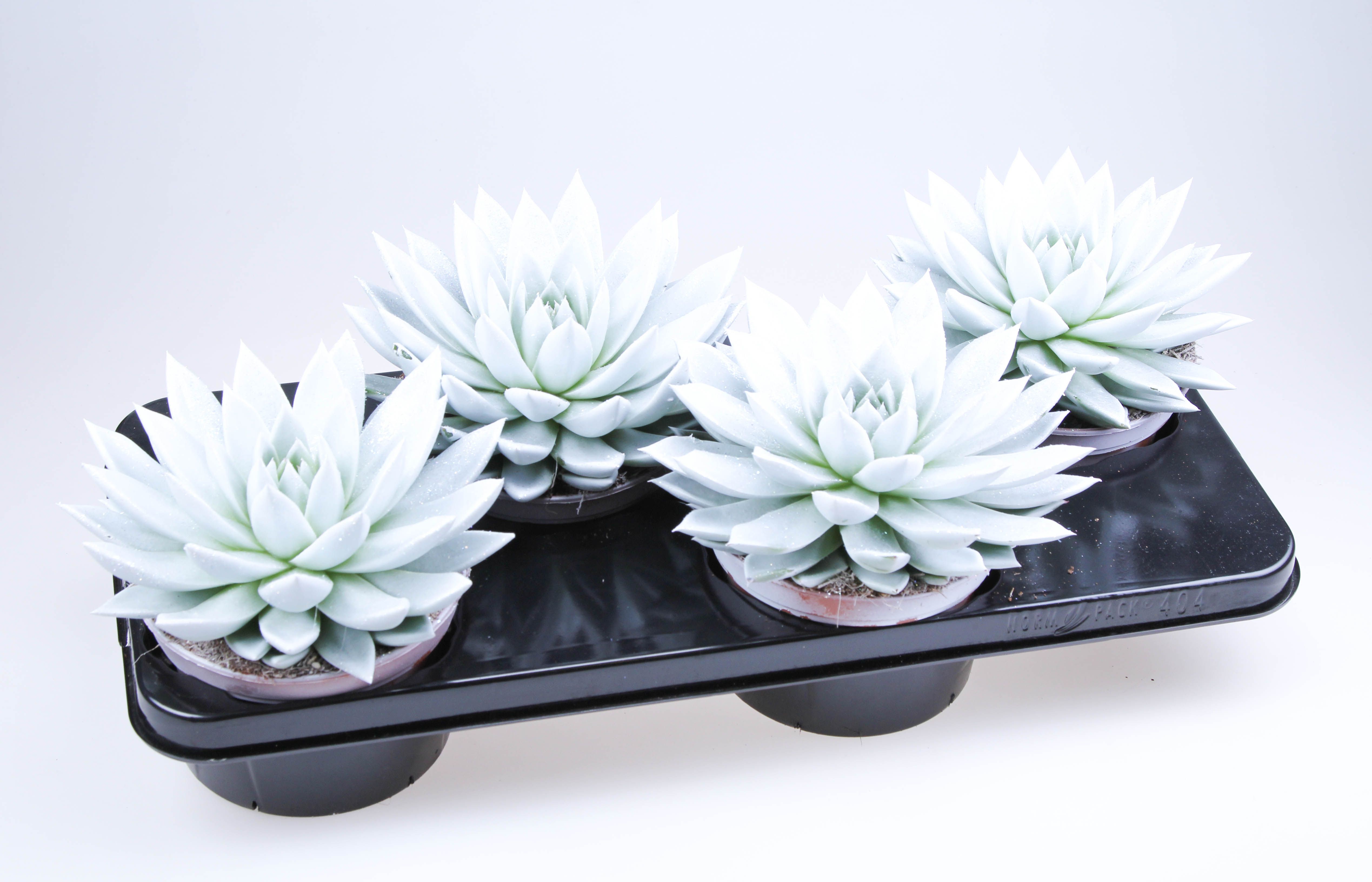 Miranda parelmoer + bio glitter, D 15