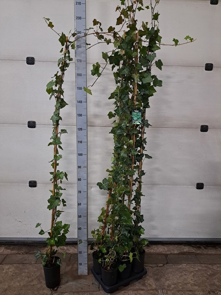 Hedera hibernica C2 - 180, D 17