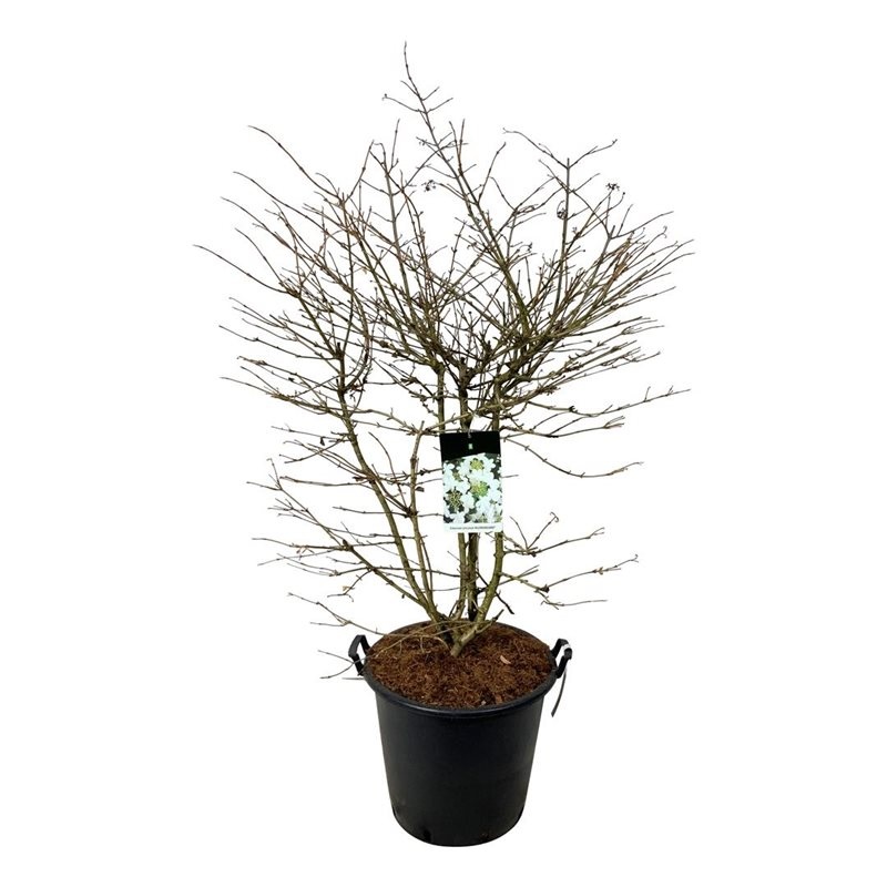 Viburnum plic. 'Kilimandjaro' (pbr), D 50