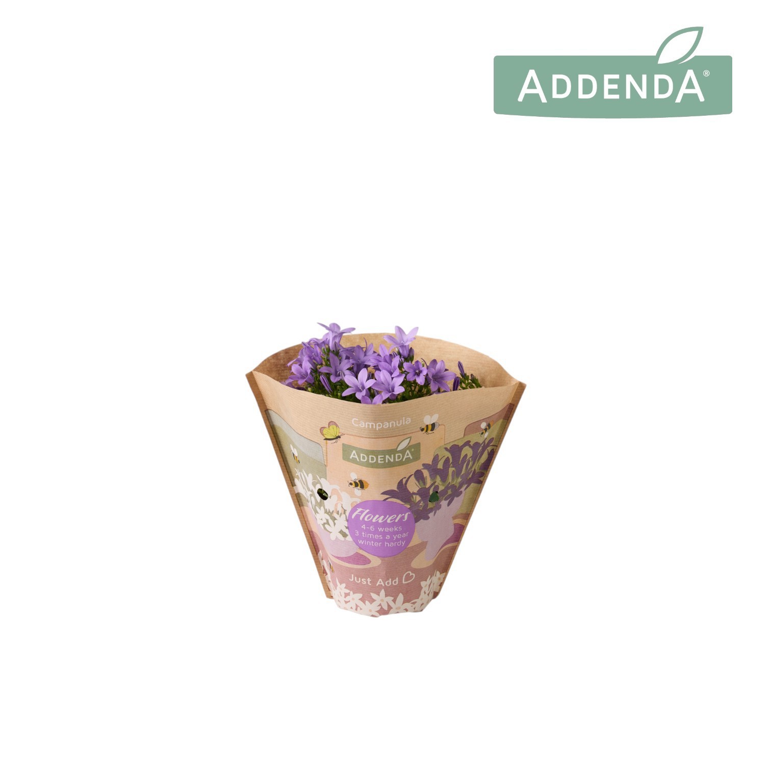 Campanula Ambella Lavender 10,5 cm krafthoes, D 10,5