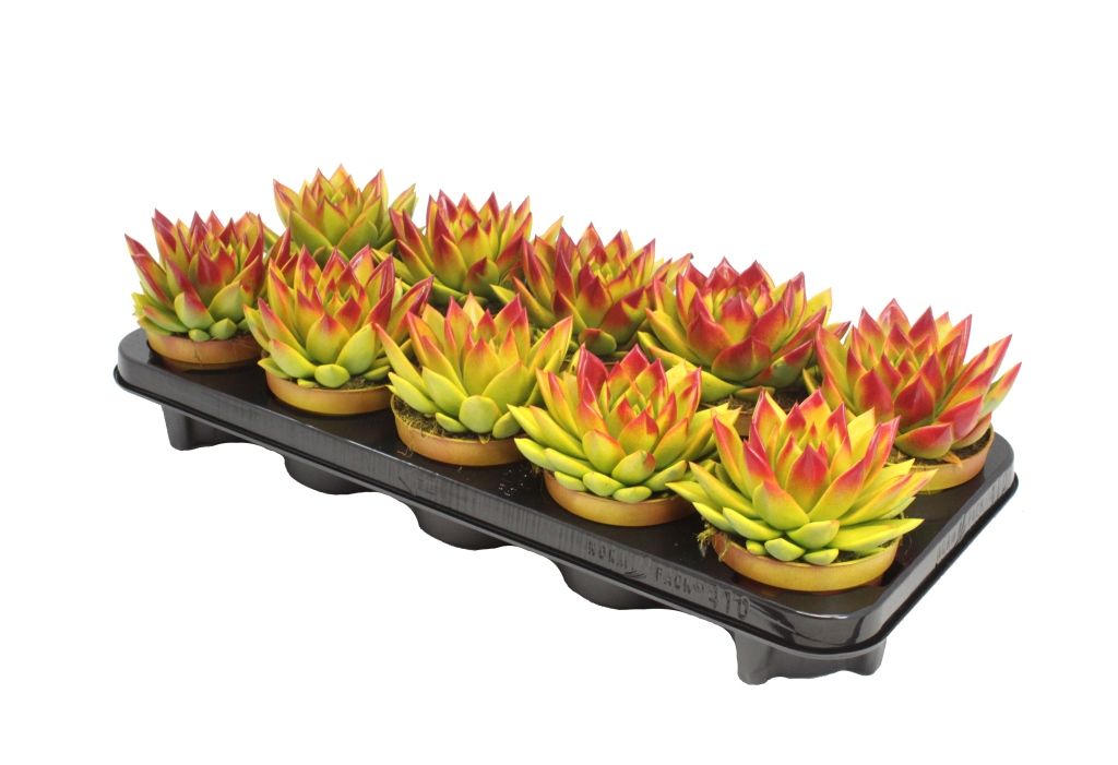 Miranda bicoloured yellow/red, D 10,5