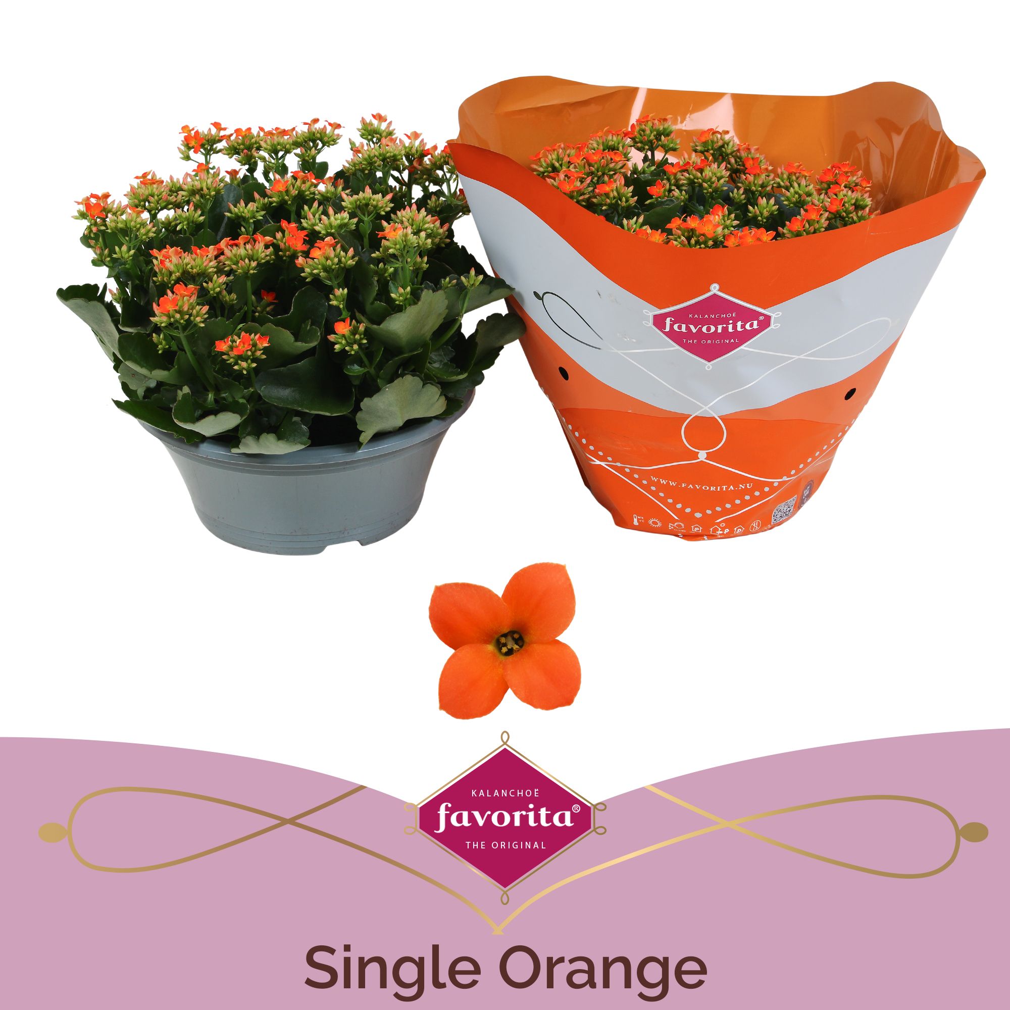 Kalanchoë Single Orange in SV.COloursleeve, D 23
