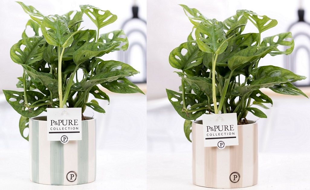 Monstera Adansonii in P&PURE Eline 2 cer. ass. 2, D 12