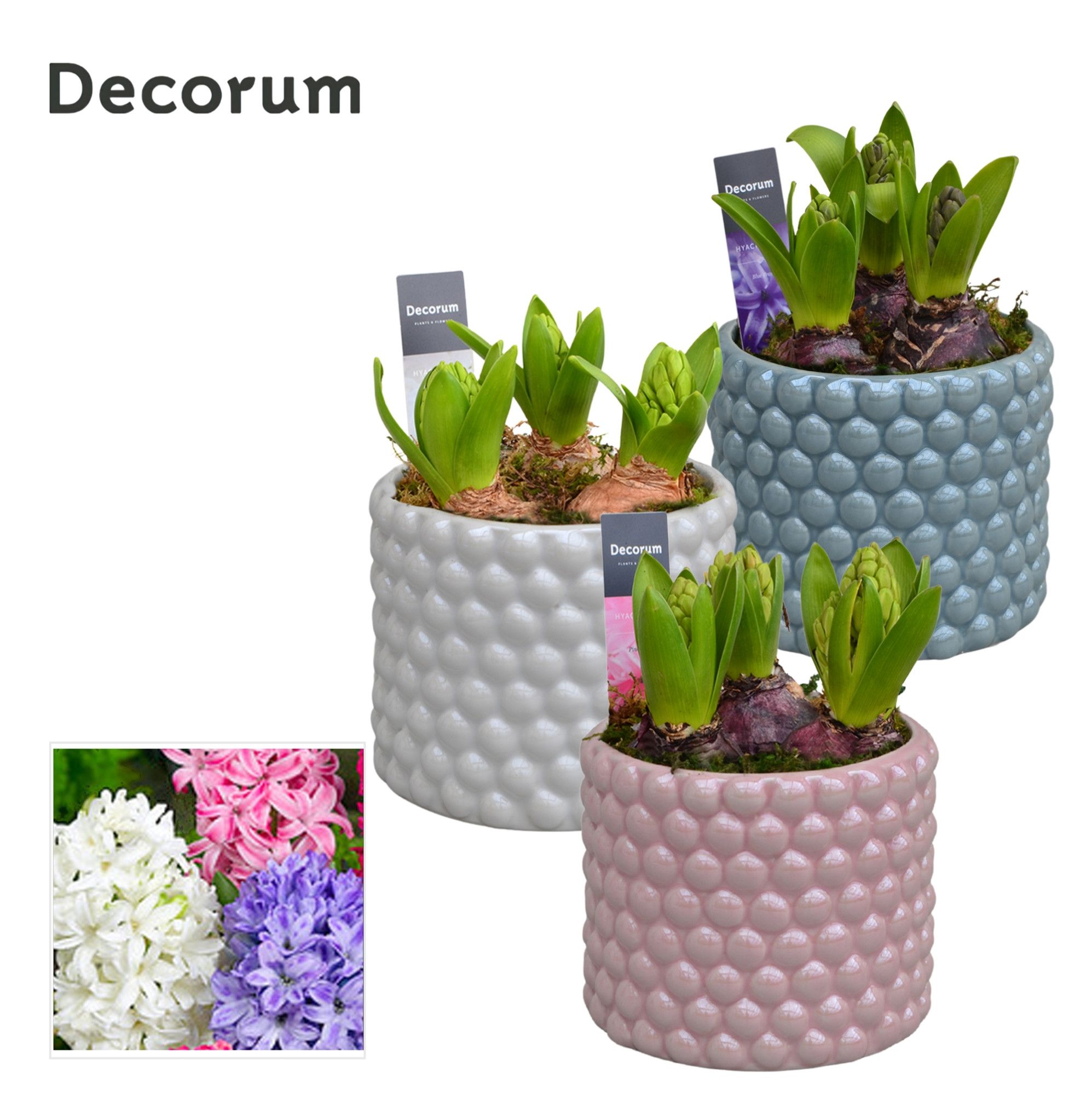 Hyacint Perla HL14420 [LOVELY COLORS], D 13