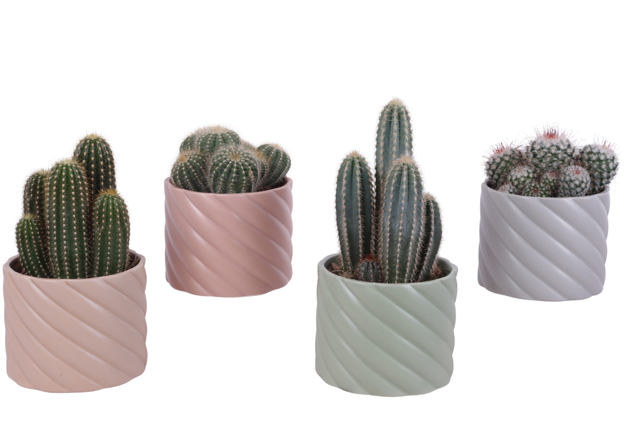 Cactus mix Ø12cm in Ø14cm Ceramic SE661, D 14