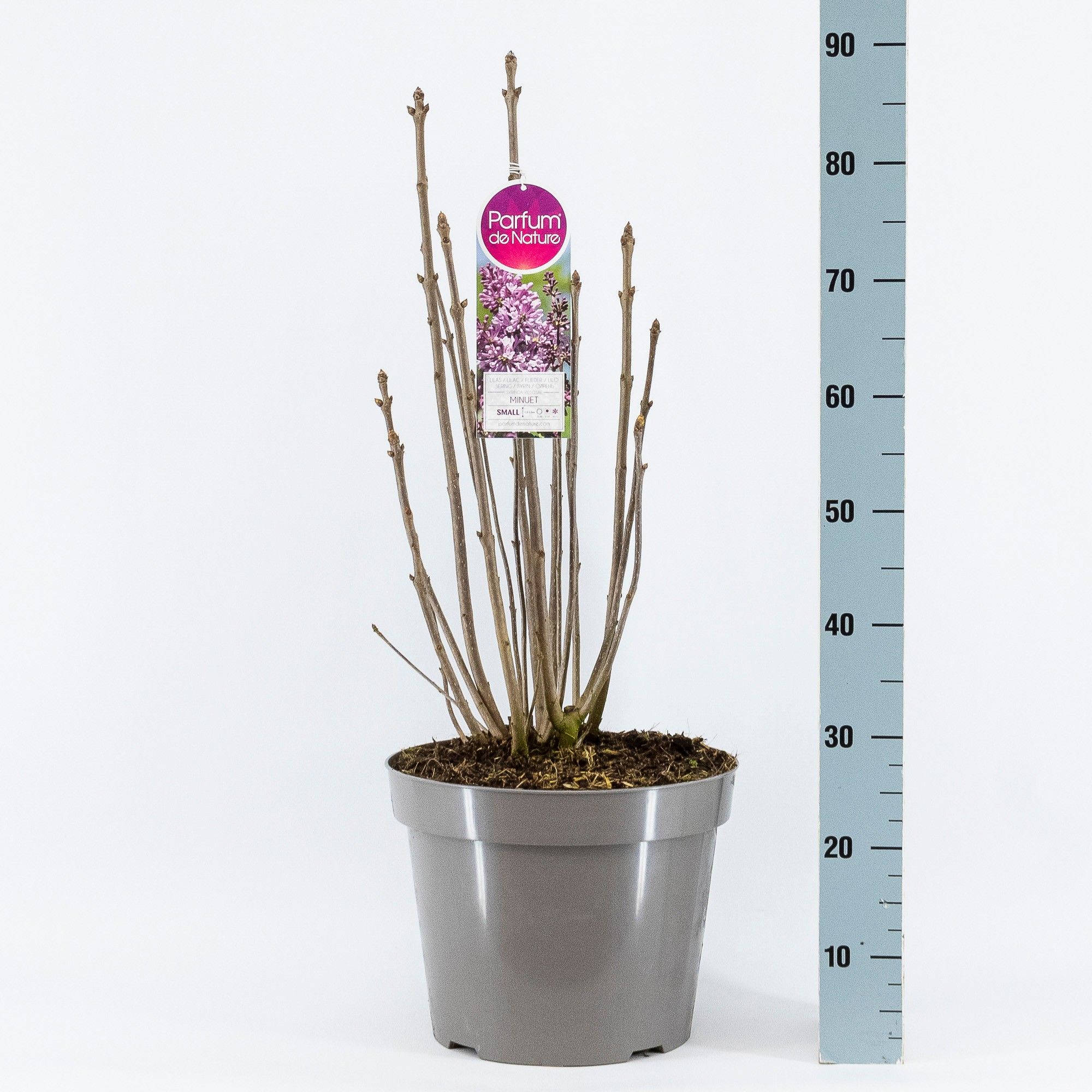 Syringa (V) Minuet, 3-jarig, C15 Solitair, D 32