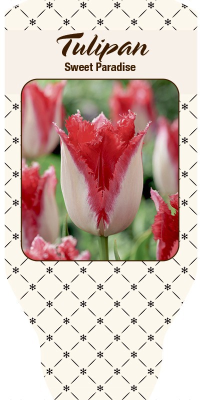TULIPA FERGANICA 'Sweet Paradise', D 10