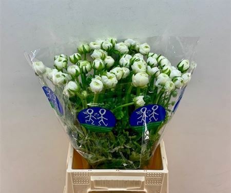 Ранункулус Элеганс Вайт 45, шт.