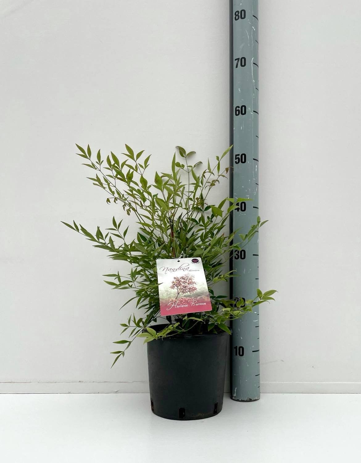 Nandina domestica, D 19