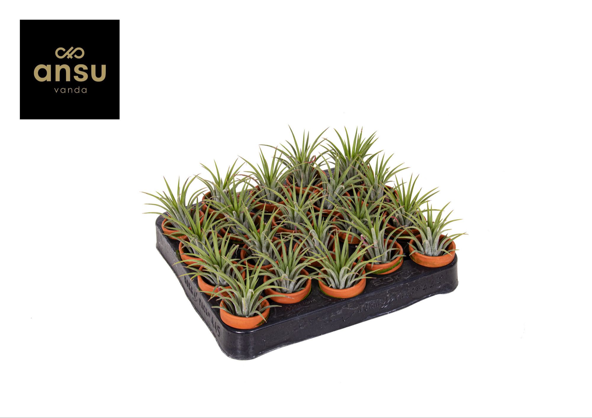 Tillandsia in Terracotta pot, D 5