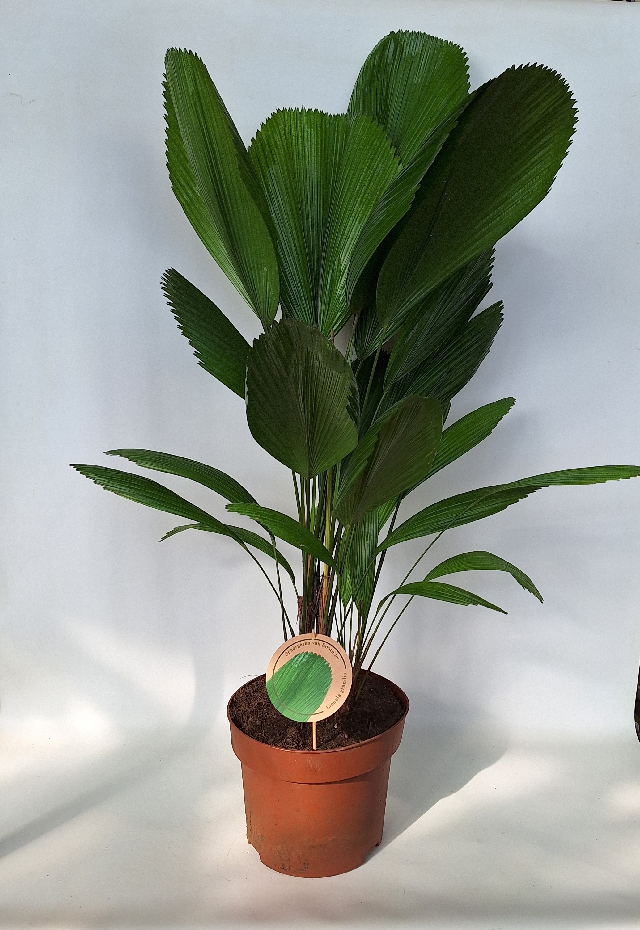 Licuala Grandis 29 cm kweekpot terracotta, D 29