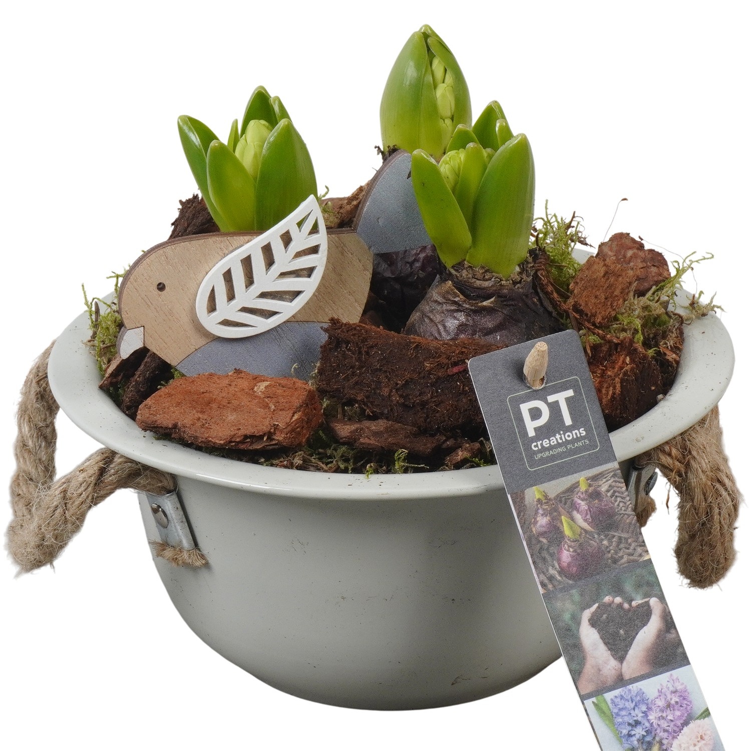 PTHC9105 Arrangement Hyacints in zink schaal, D 18