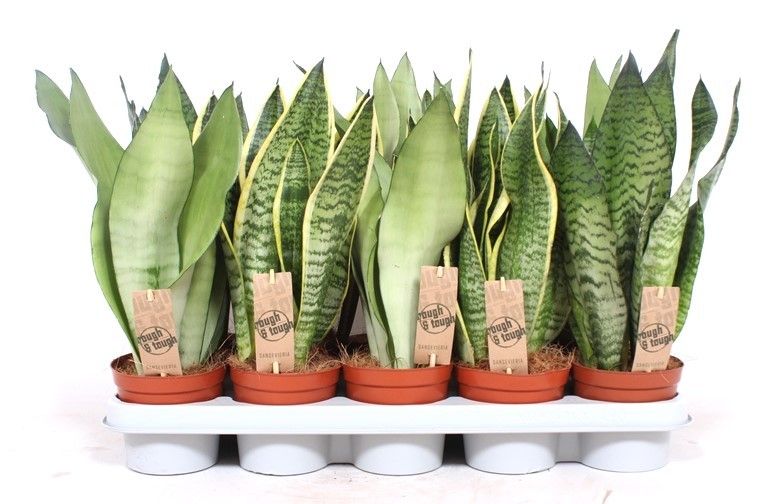 Sansevieria mix, D 12