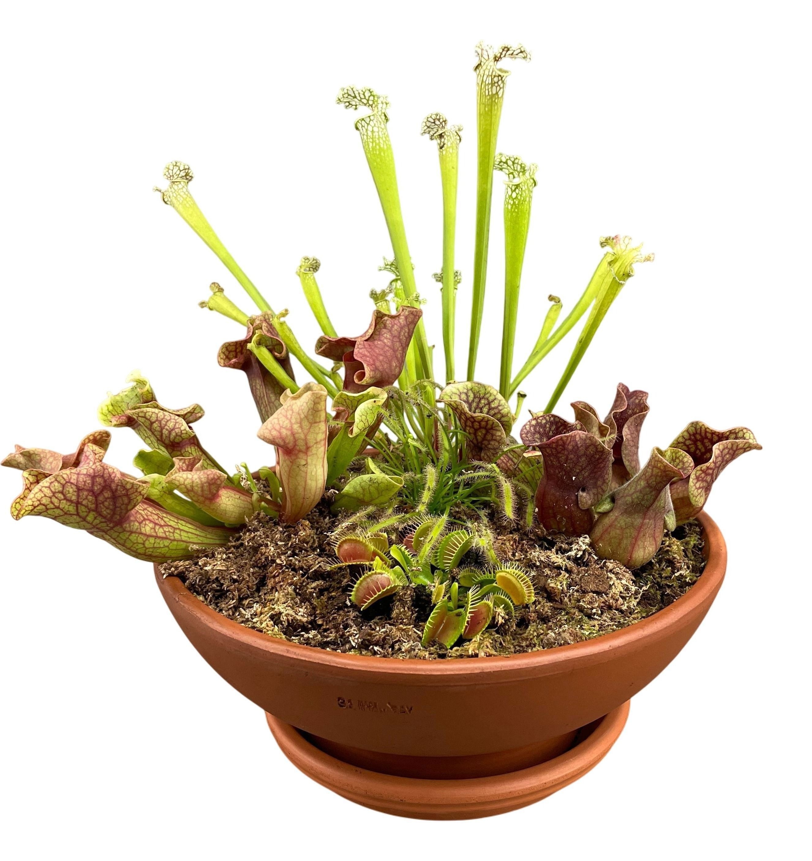 Vleesetende planten mix in 31 cm terracotta schaal, D 31