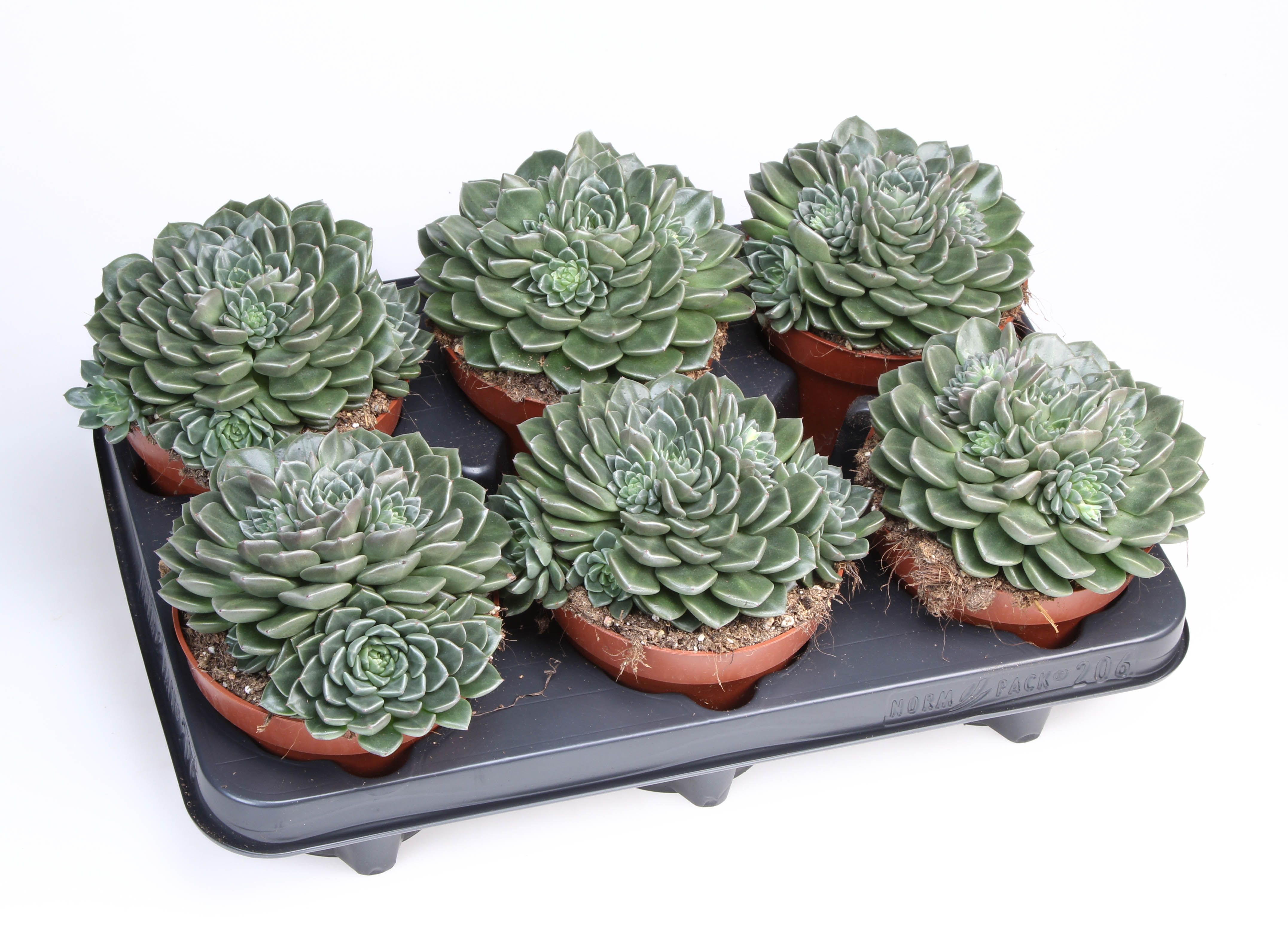 Graptopetalum Vega, D 12