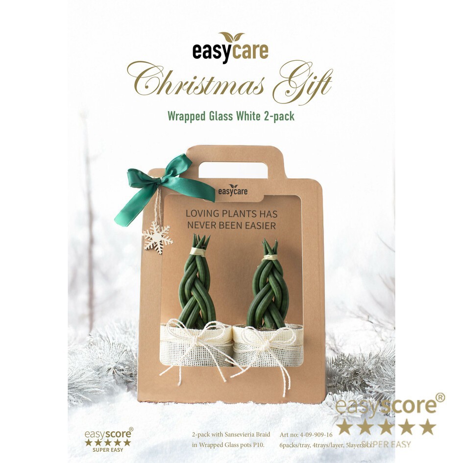 SANSEVIERIA CYLINDRICA 40990916 Christmas Wrapped gla, D 10