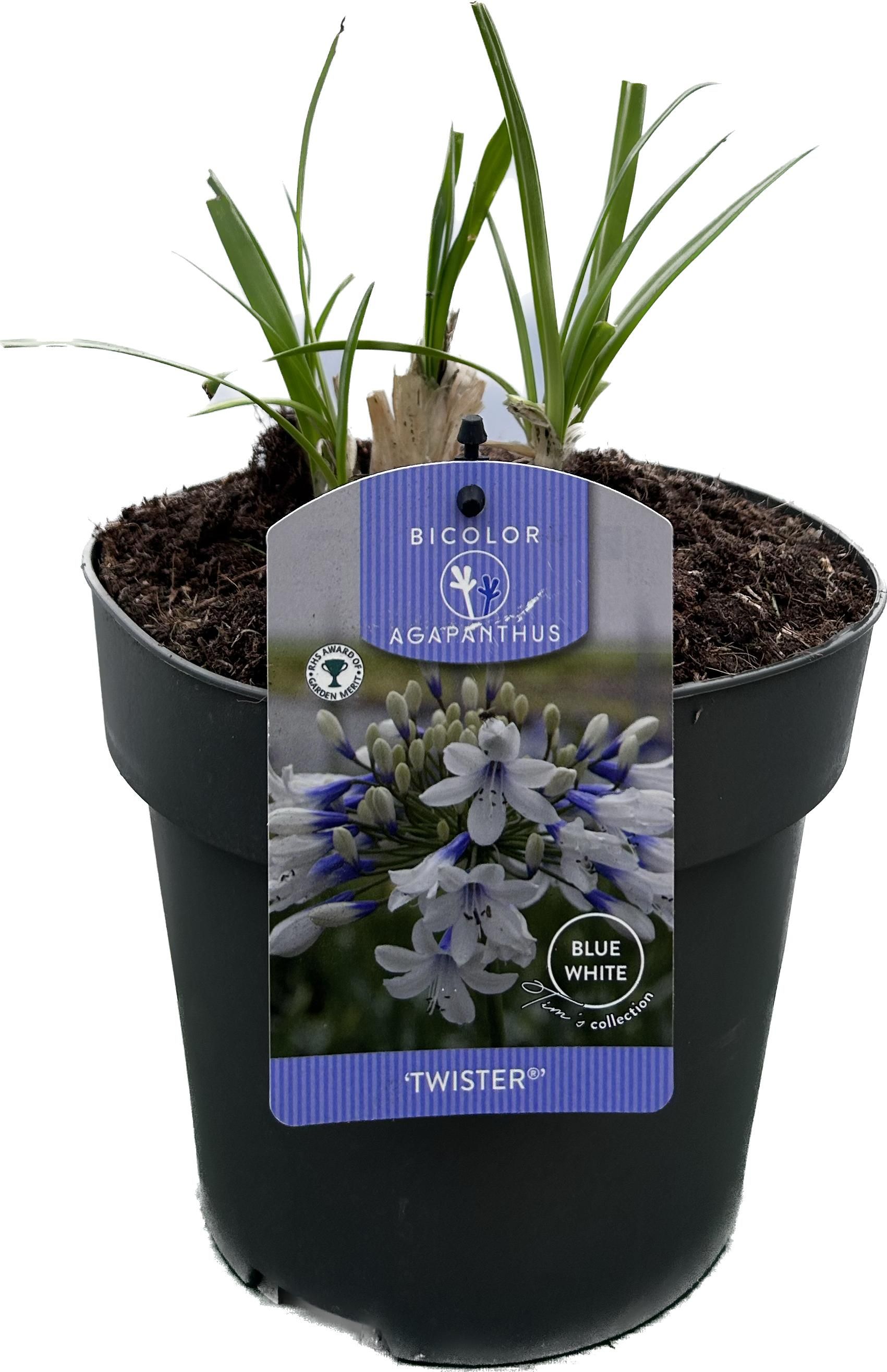 Agapanthus 'Twister' P19 GARDEN, D 19