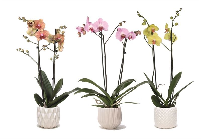 Dolomite p12 White mix Phal mix 2T14+, D 12