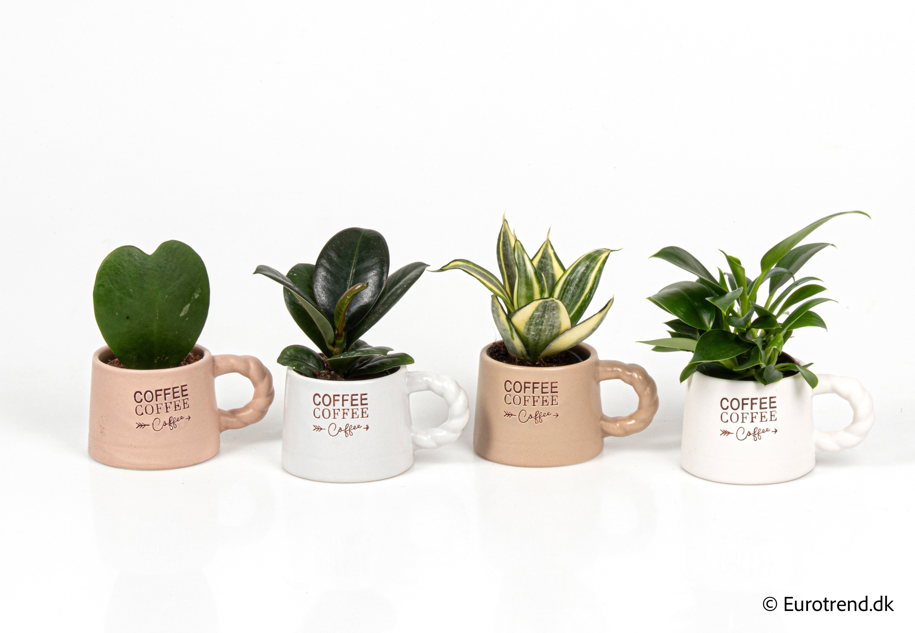 Green mix with Hoya single in New Look ceramic 2026, D 6