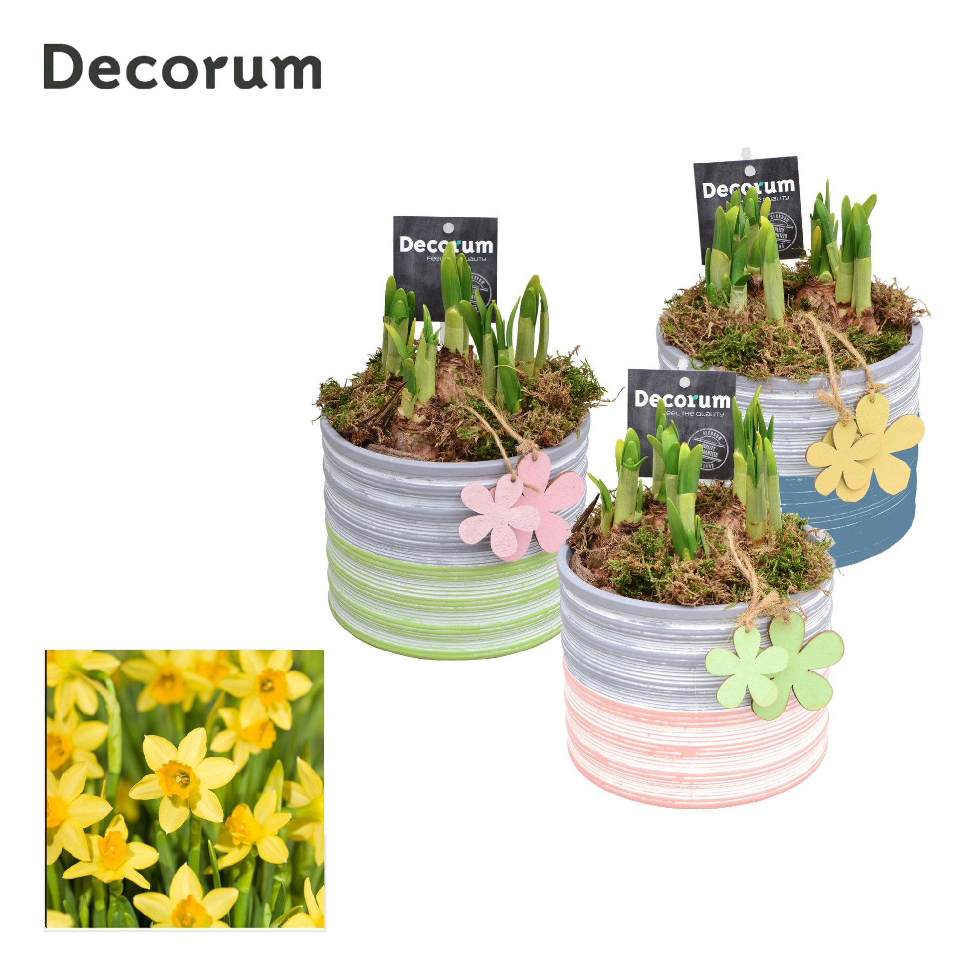 Narcis Pastel Maxi GM HL19487, D 13