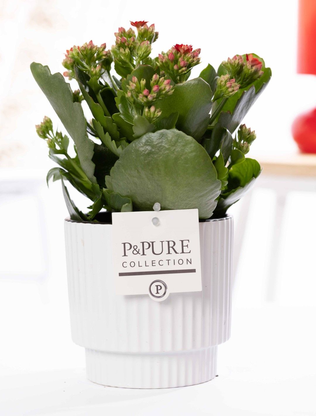 Kalanchoe red in P&PURE Ivy ceramics shiny white, D 12