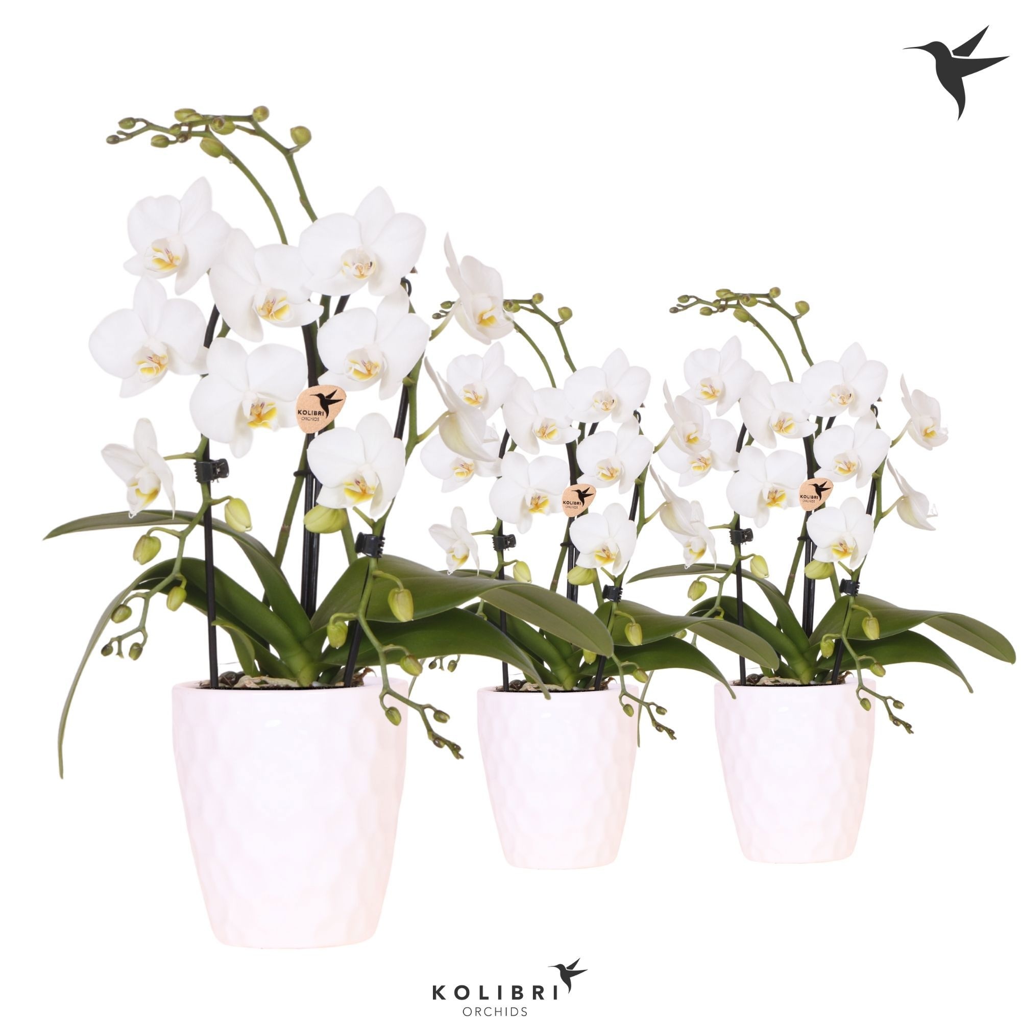 Kolibri Orchids Niagara fall white 2 spike in Honey pot, D 9