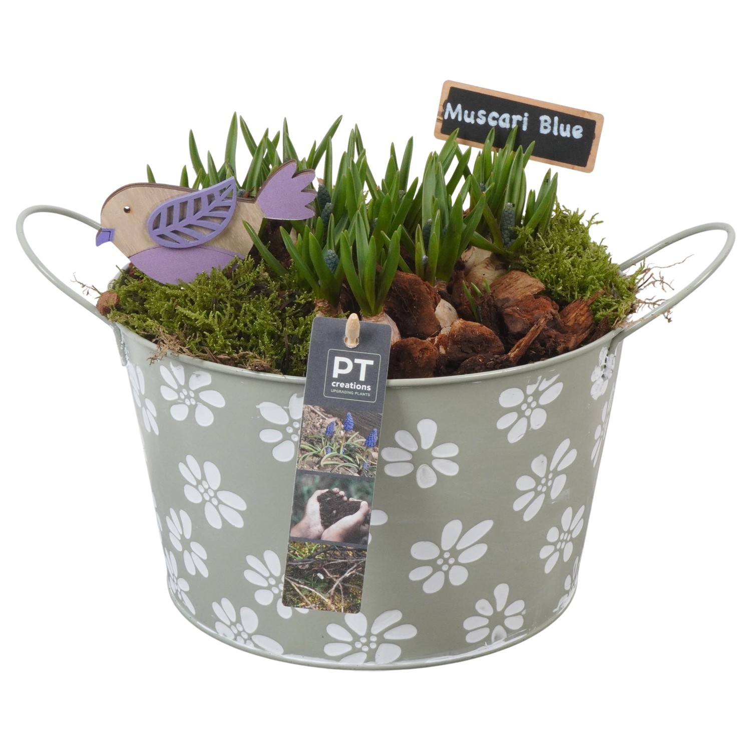 PTMB6160 Arrangement Muscari Blue in zink pot, D 22