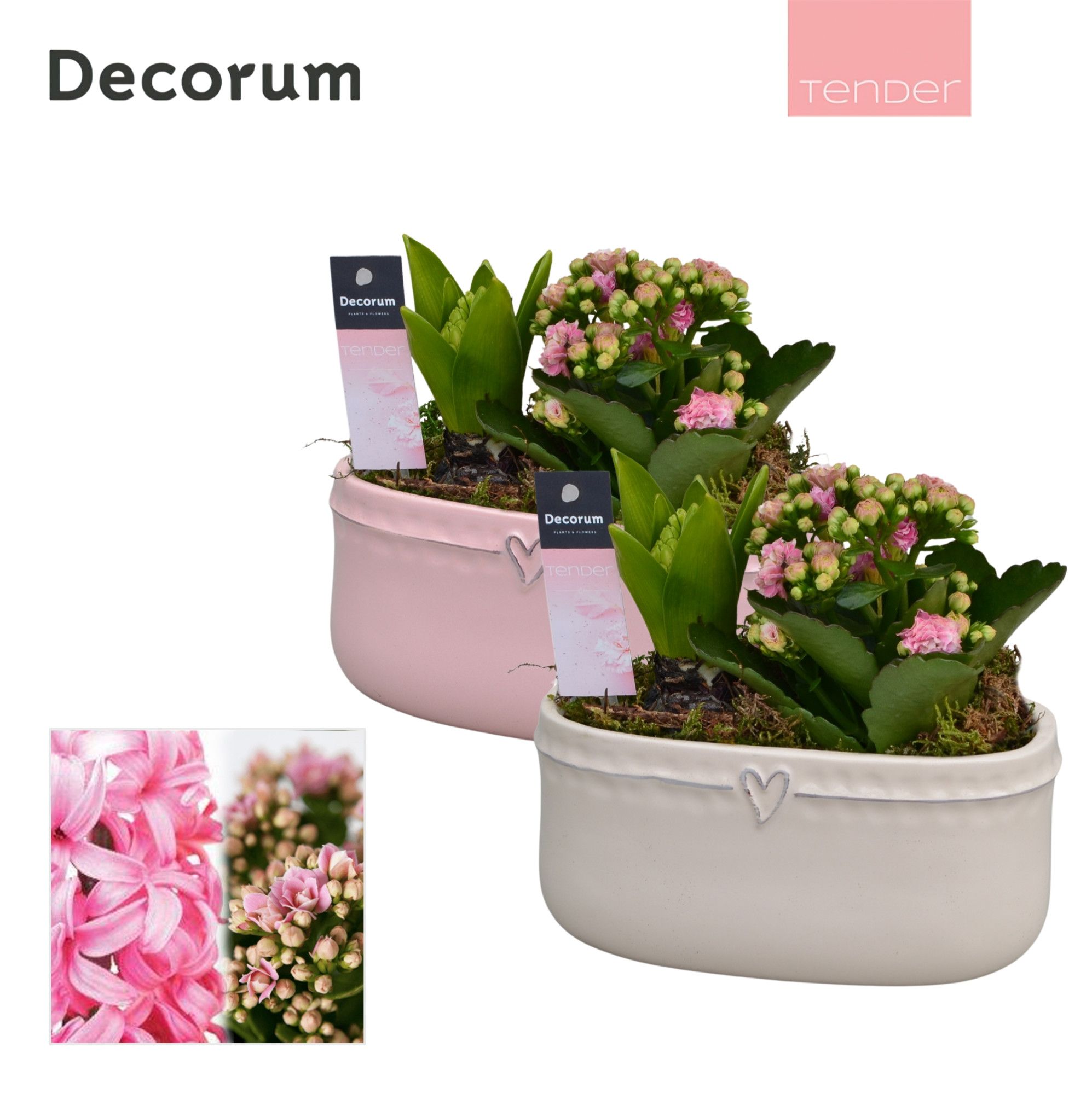 Calandiva & Hyacint Sweet Love HL24494PP [TENDER], D 16