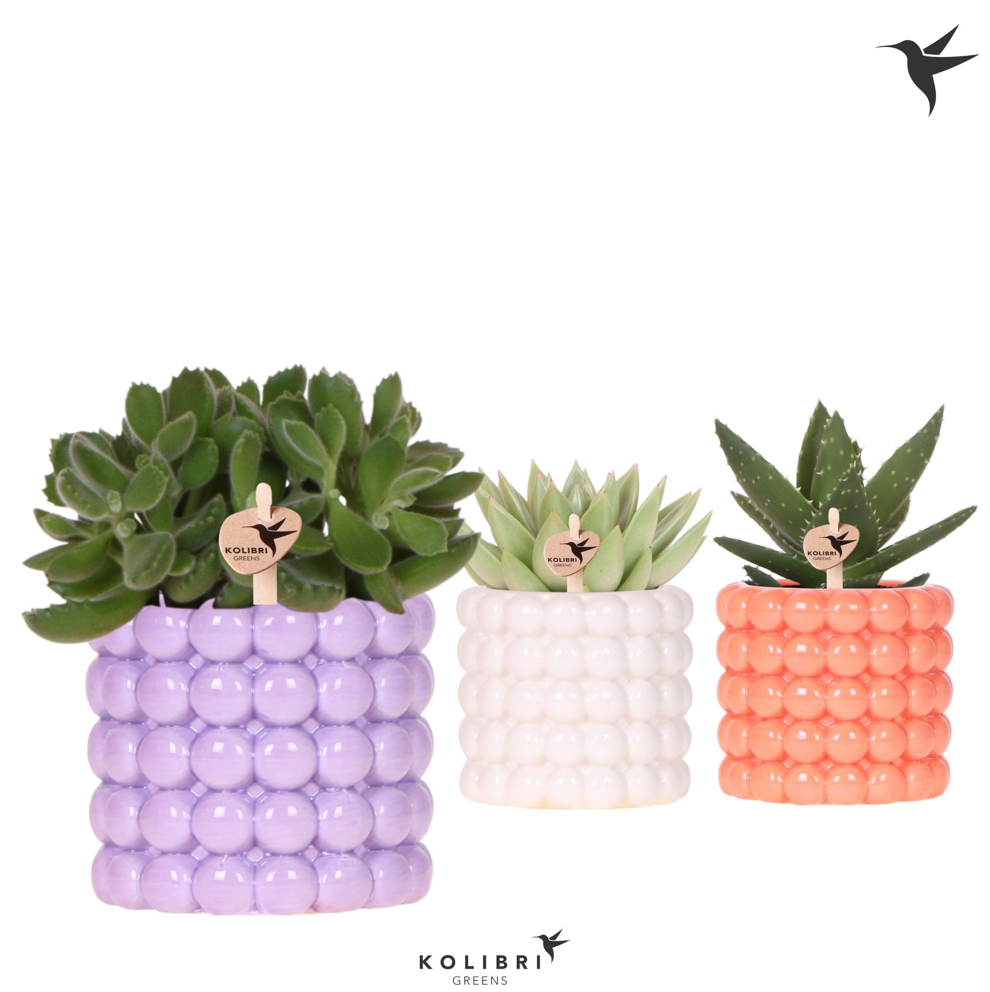 Kolibri Greens Succulenten mix in Poppy pot mix, D 9