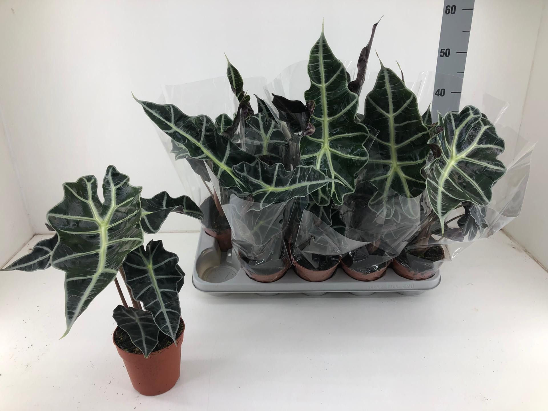 TDM P12 : Alocasia Polly, D 12