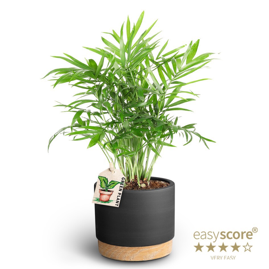 Woodbase Liquorice, Chamaedorea elegans, D 10