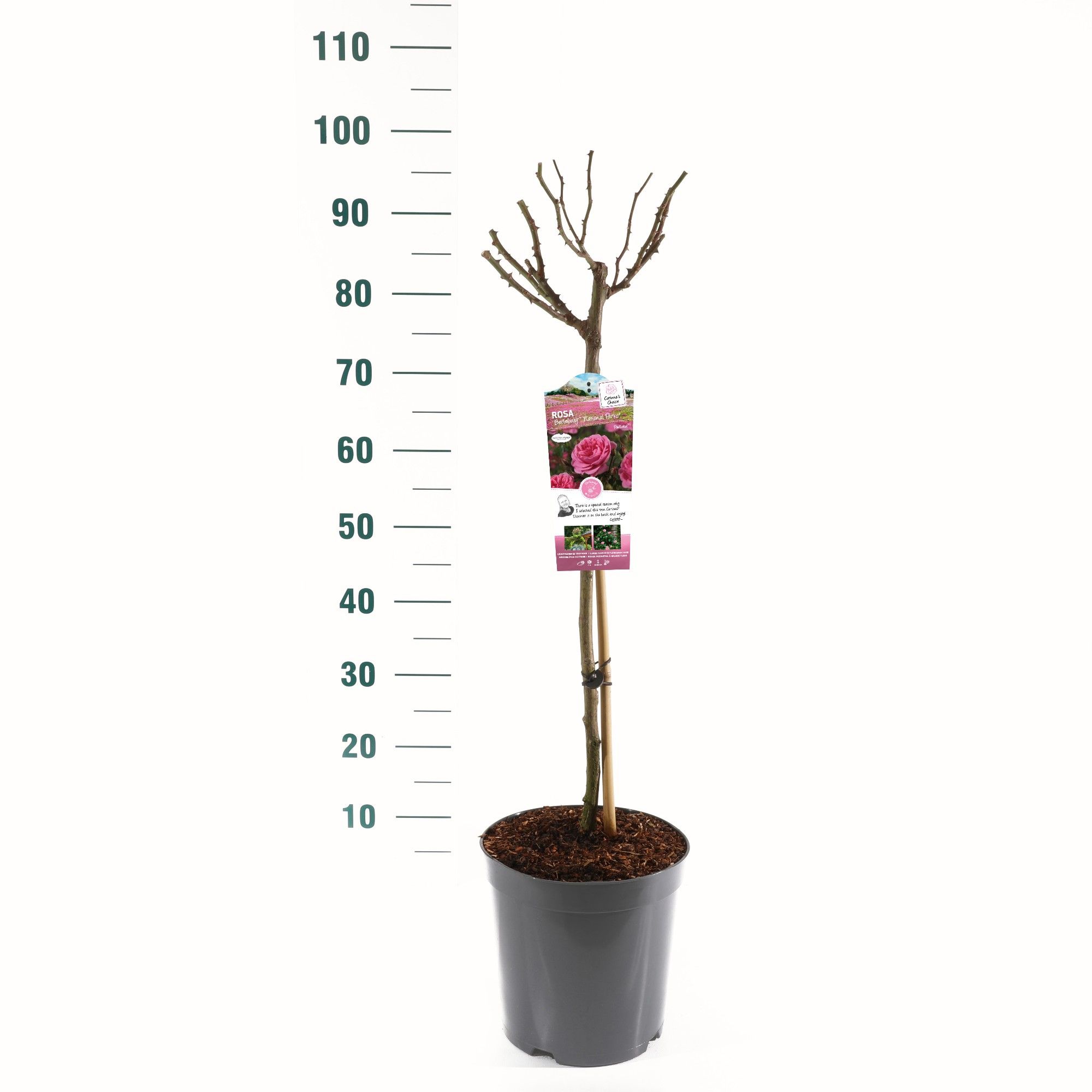 Rosa 'Berleburg Castle'- 60 Stam - Exclusive Collection, D 24