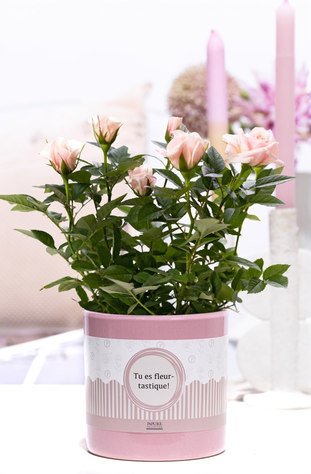 Rosa light pink in P&P cadeau concept: TU ES FLEURTASTIQUE!, D 12