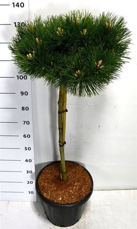 Pinus nigra 'Keightly Broom', D 38
