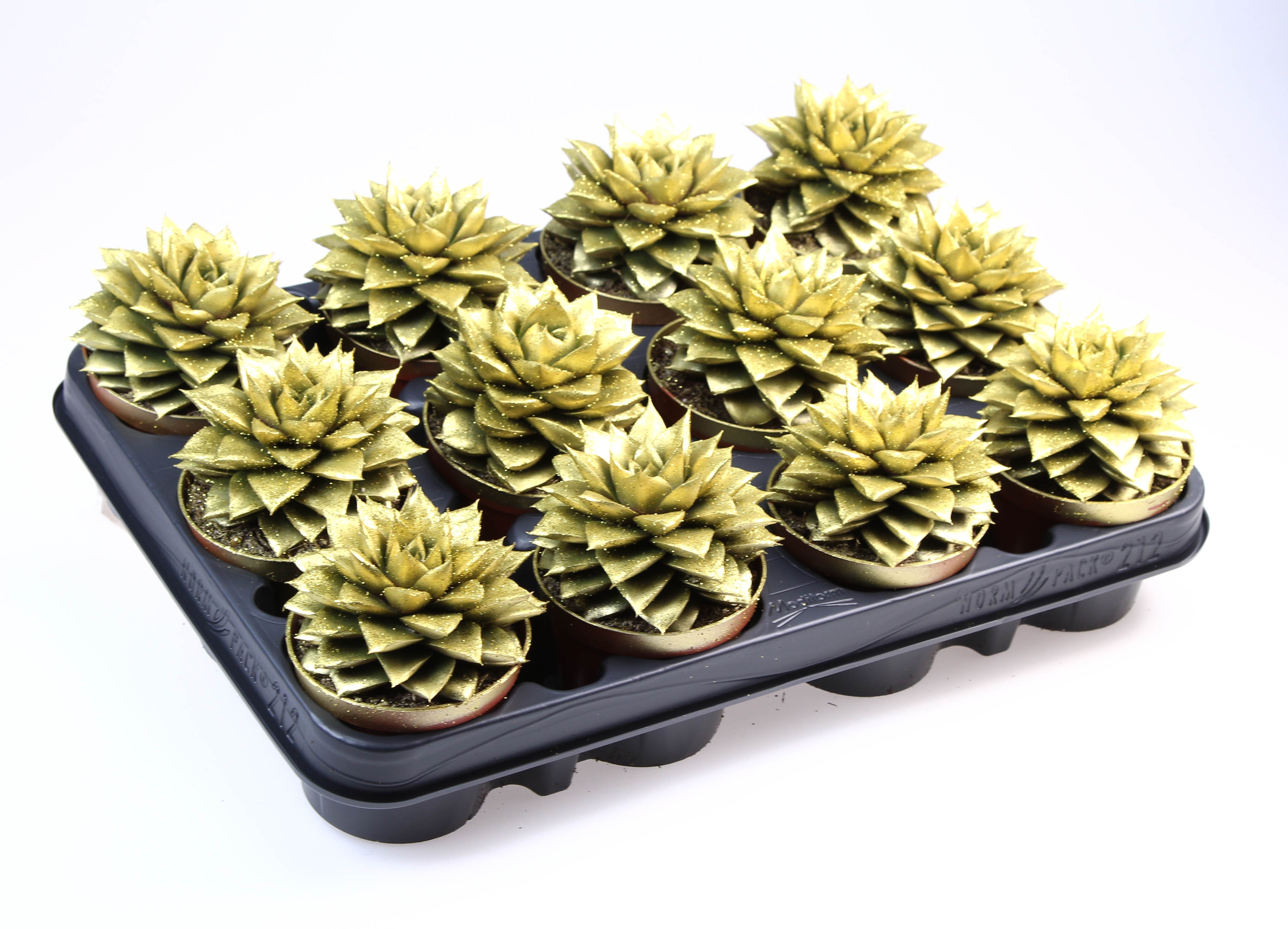 Purper goud + bio glitter, D 8,5