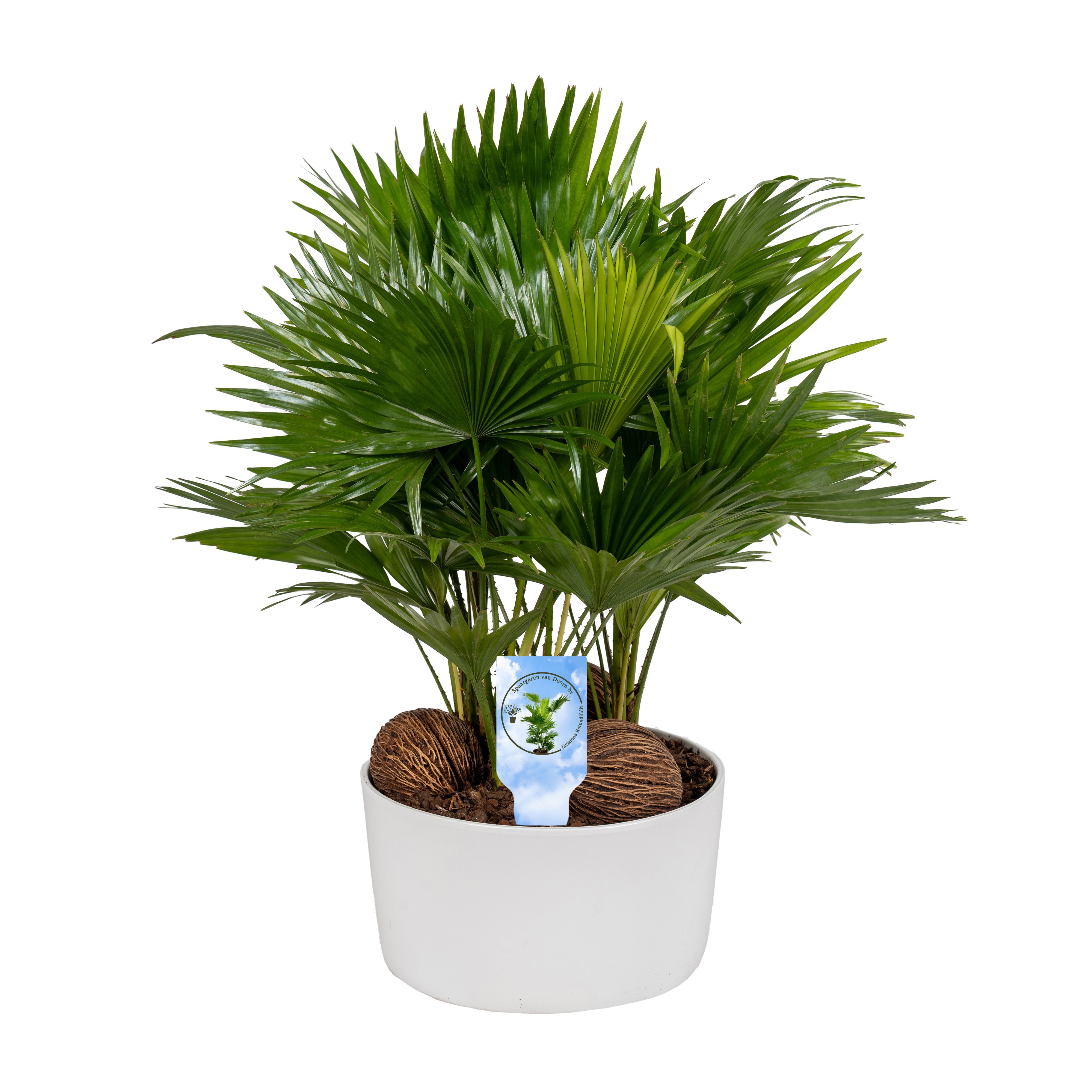 Livistona in Andorra 3 pp white Lucht Zuiverend, D 26