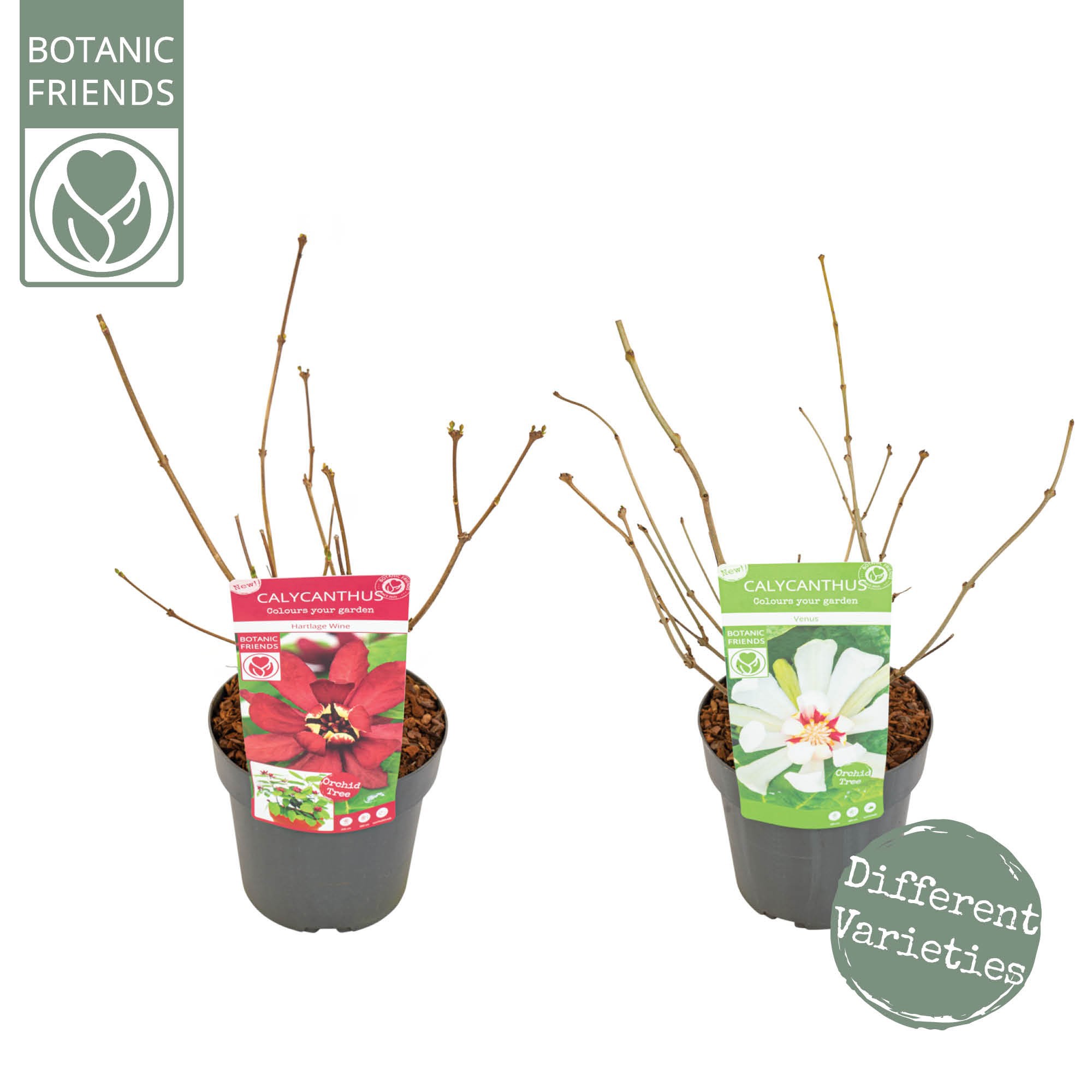 Sinocalycanthus 'Mix', D 19