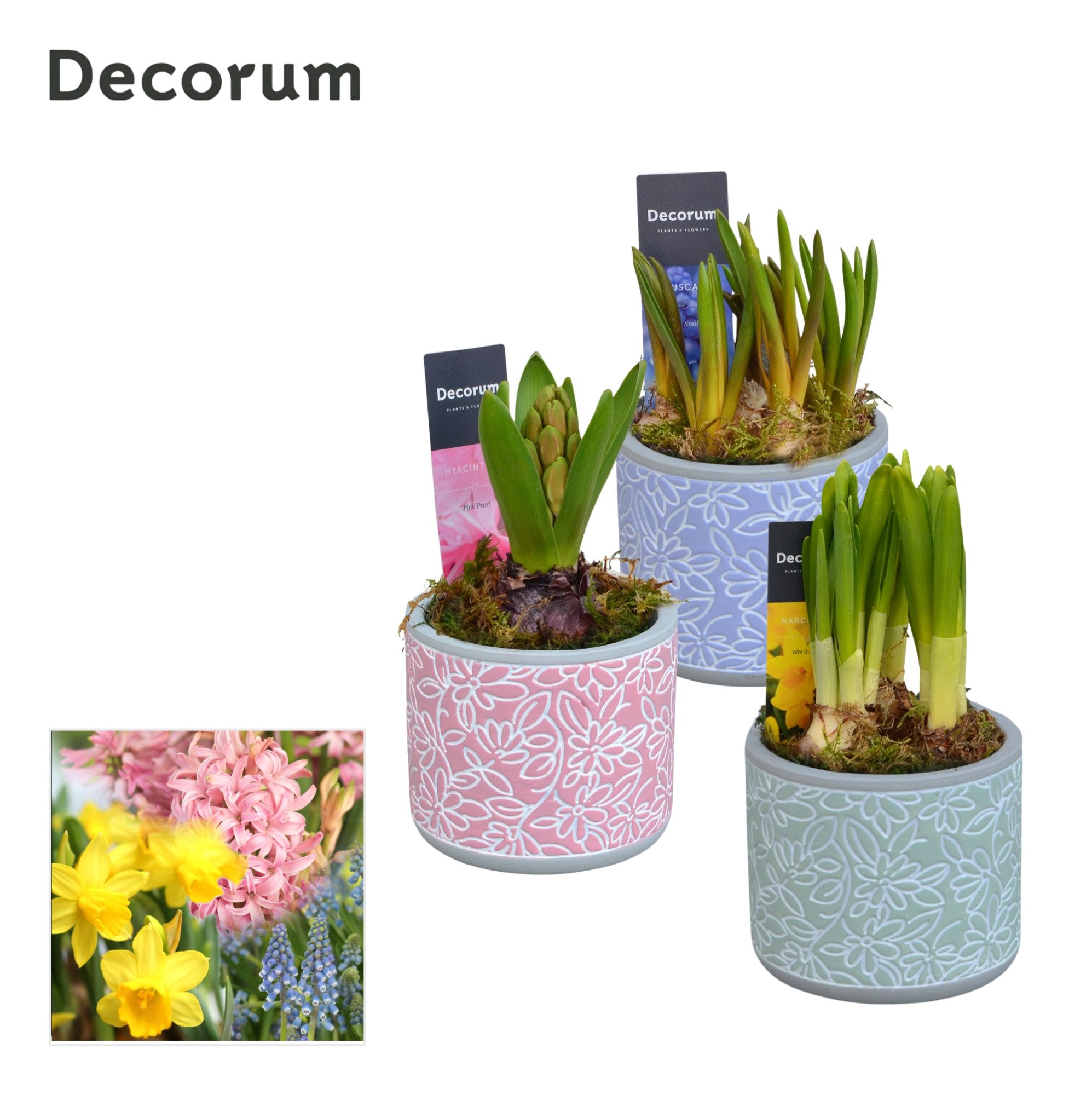 Bollenmix Flores HL14453B, D 9