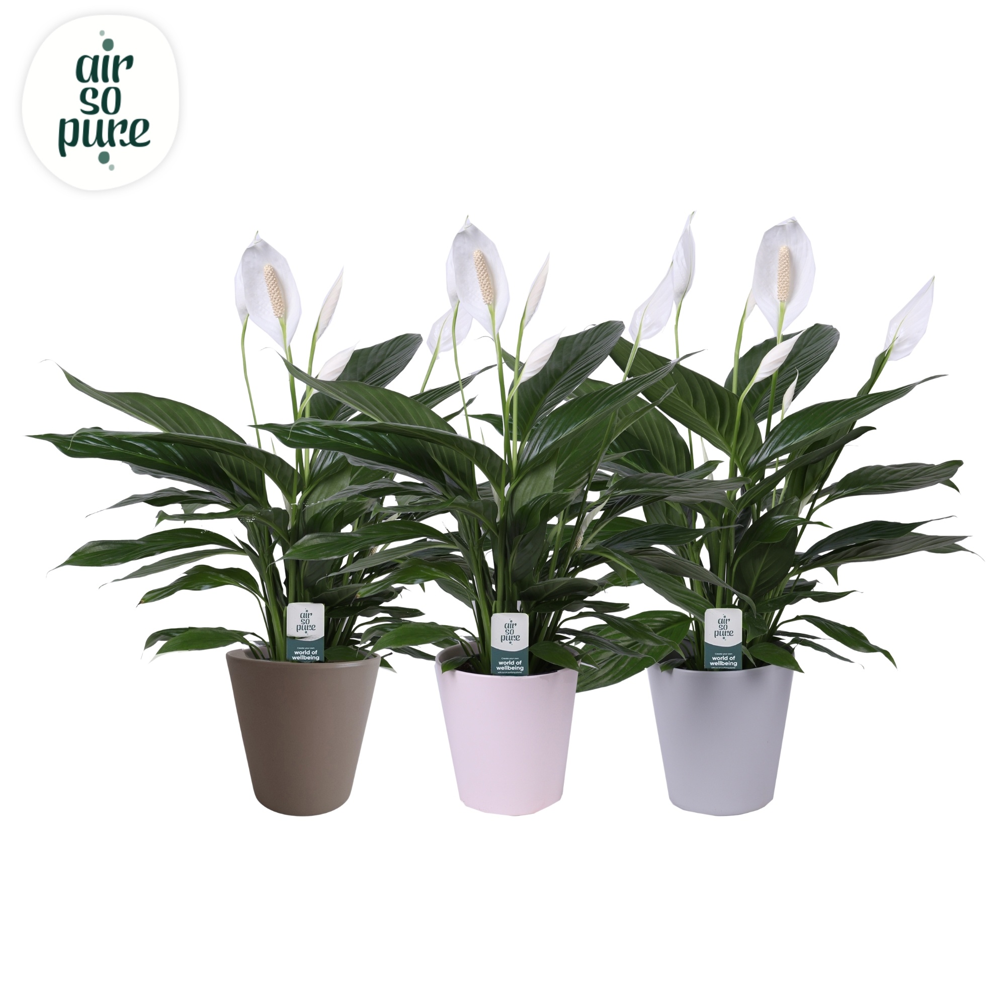 KP-108.1 - Spath Bingo Cupido 17cm in Dallas 3 kleuren (2259), D 17