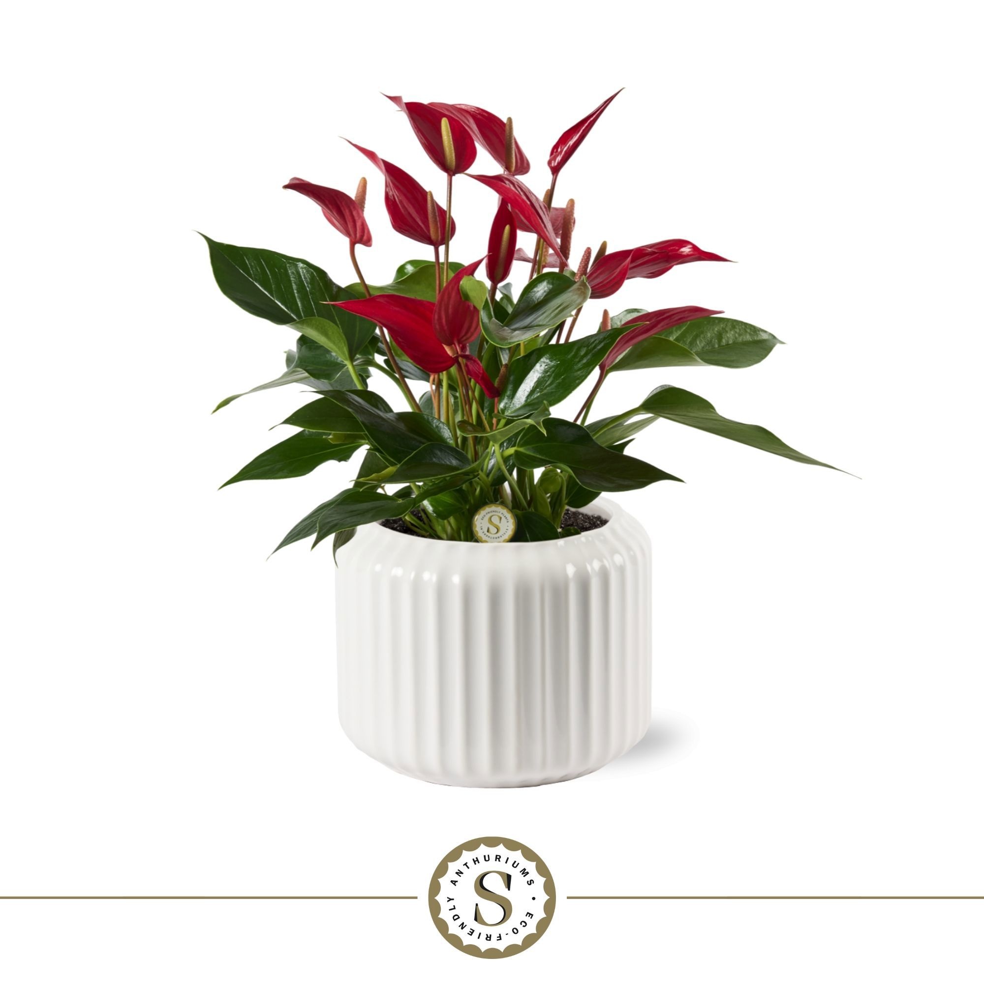 Bologna Keramiek White - Roja, D 12