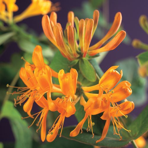 Lonicera tellmanniana +3.0 label, D 11