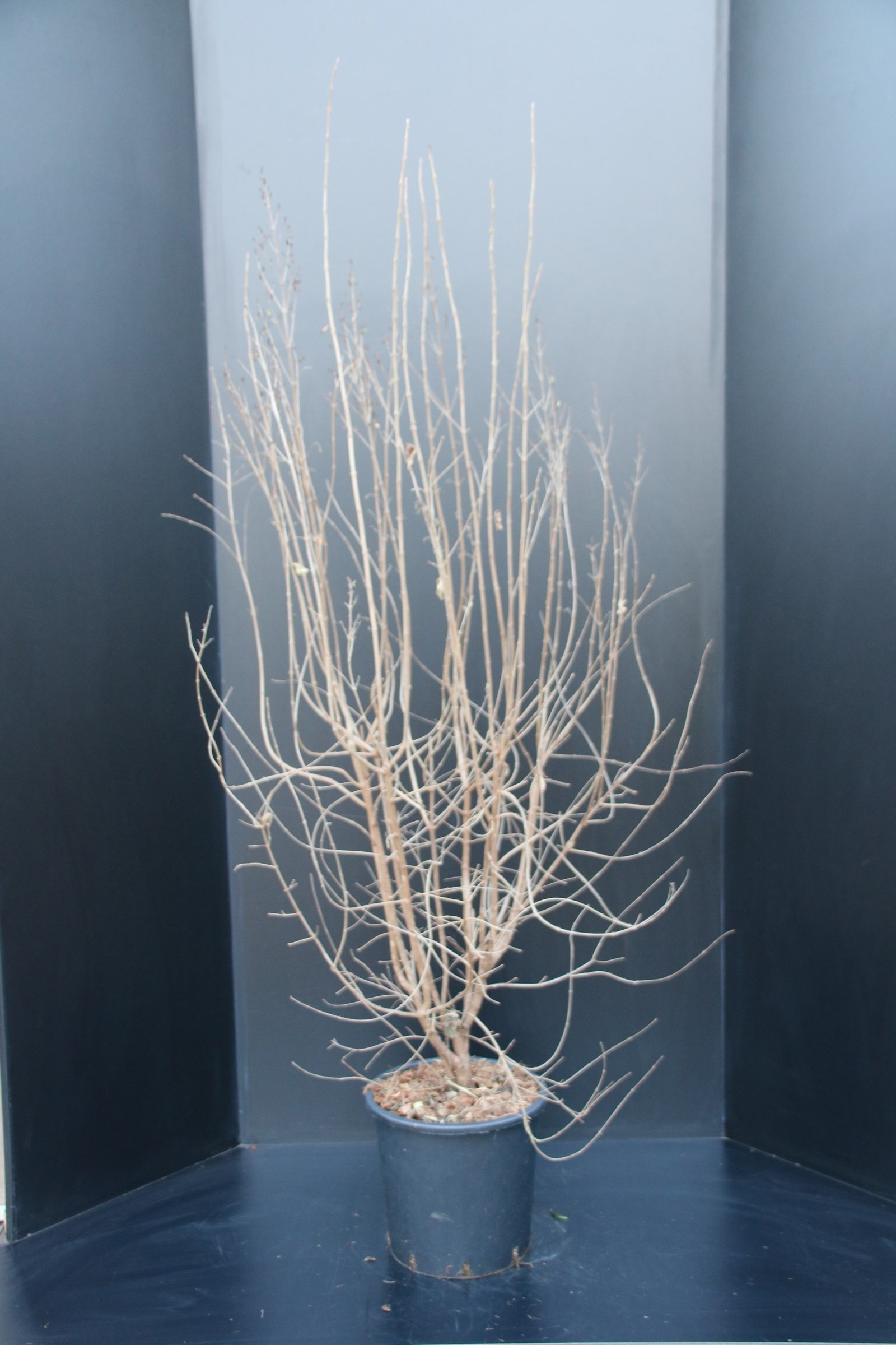 Syringa microphylla Superba, D 29