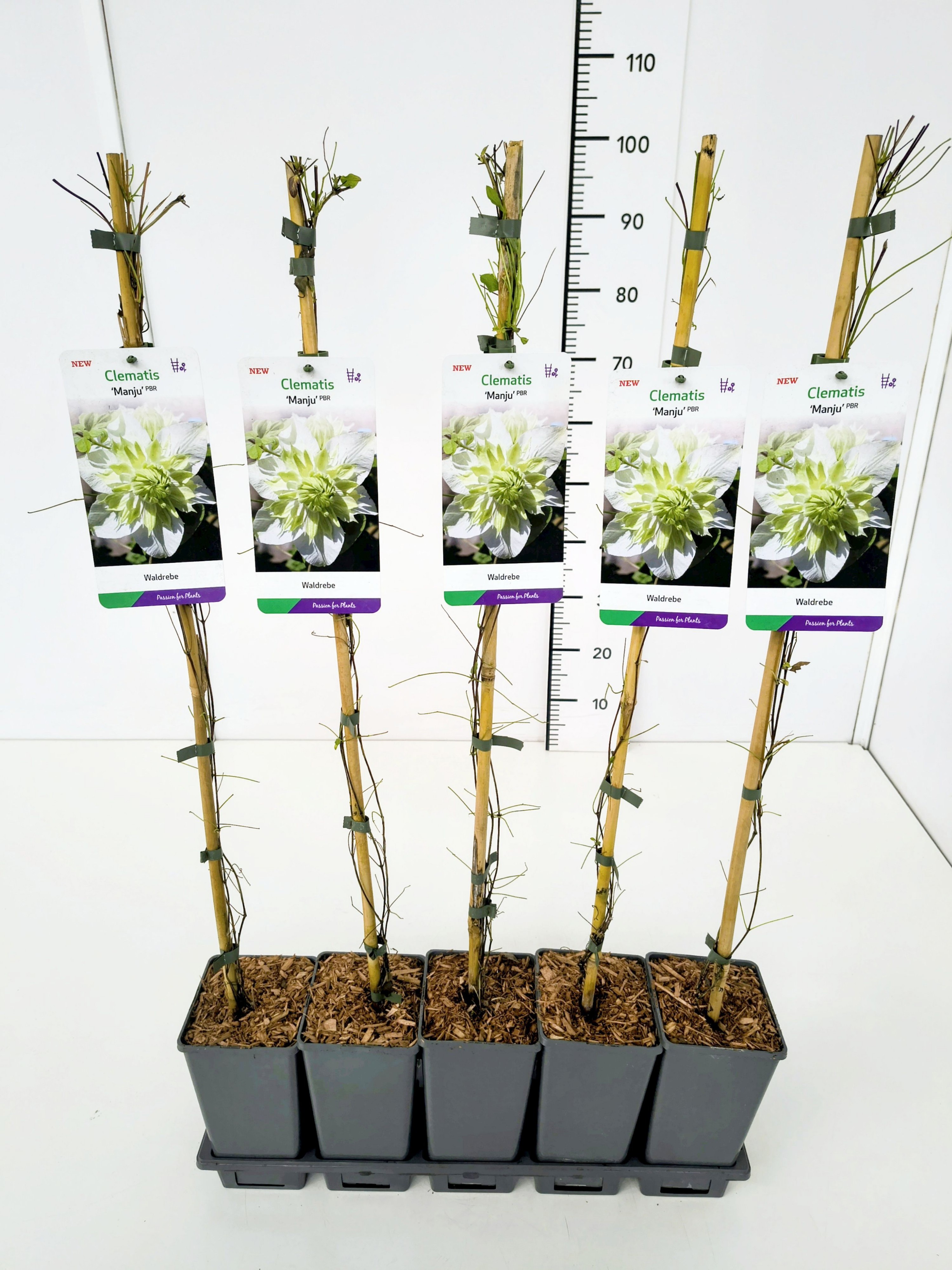 Clematis 'Manju' 80CMC2, D 17