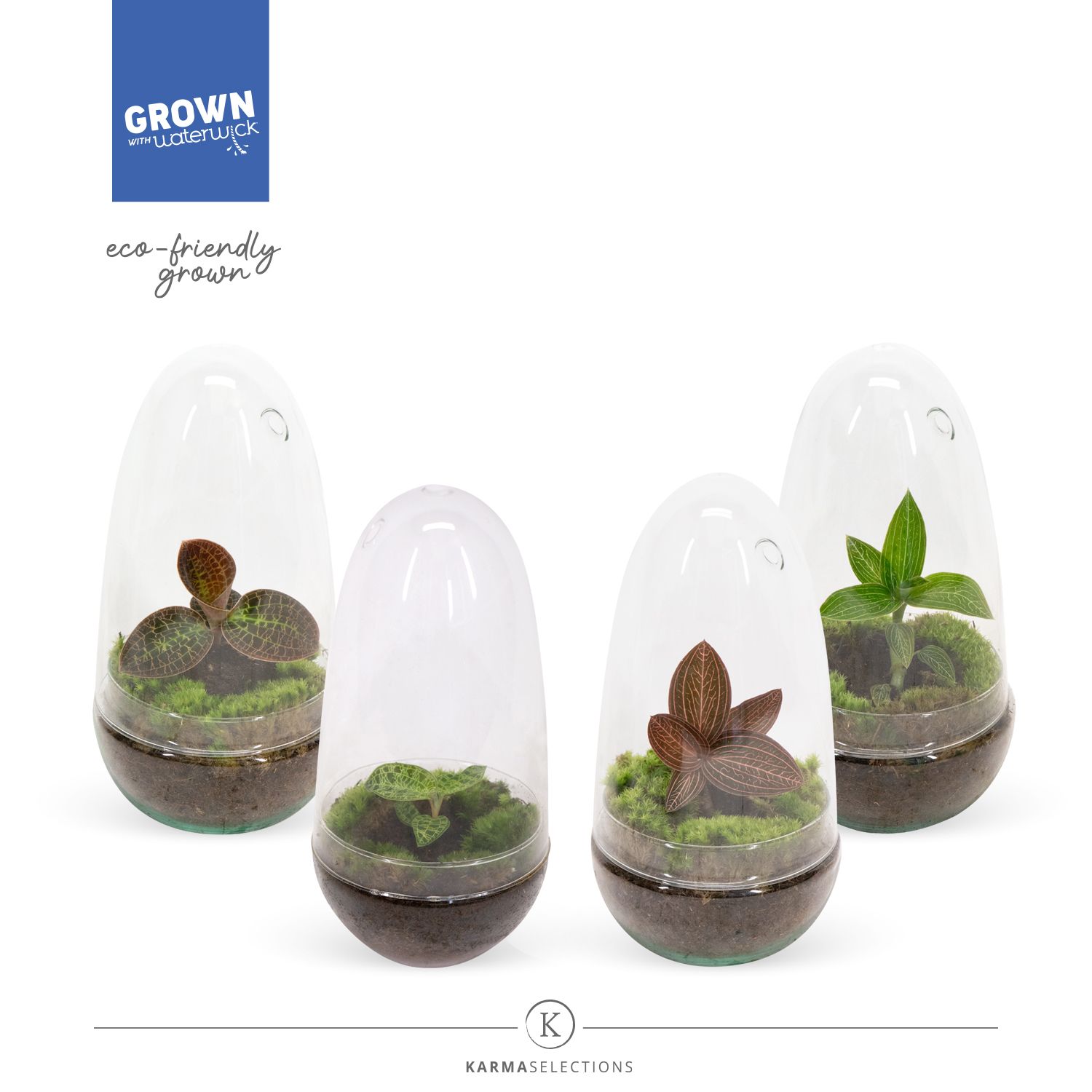 Mimesis Jewel Orchid KARMA Jewels Mix - Terrarium, D 14